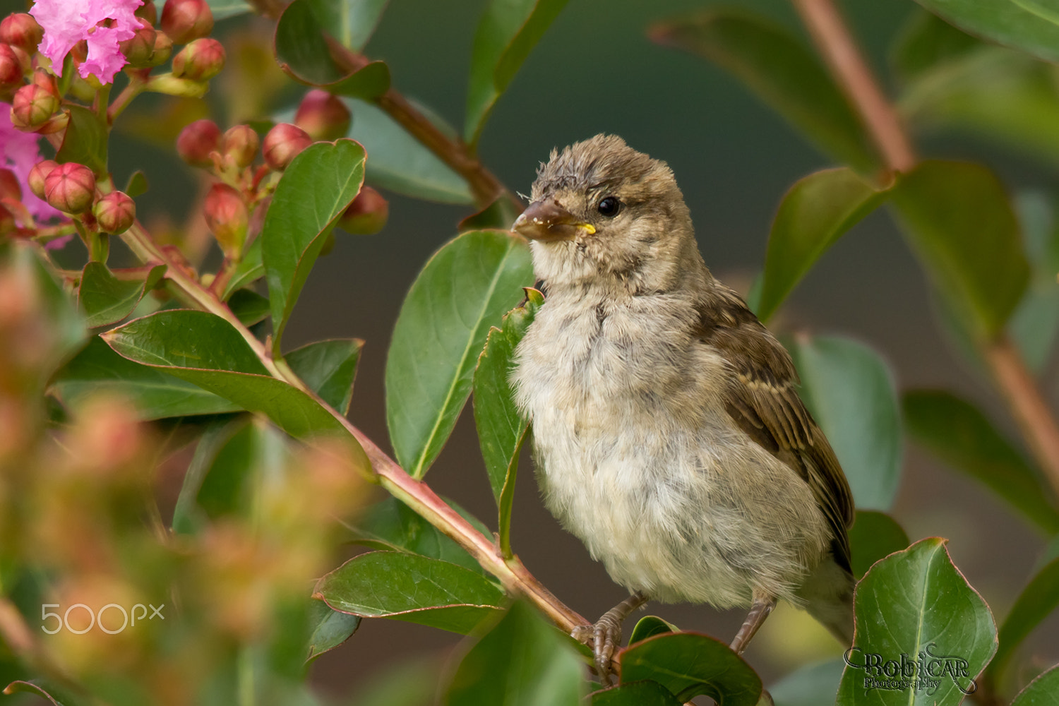 Sigma 150-500mm F5-6.3 DG OS HSM sample photo. On a branch photography