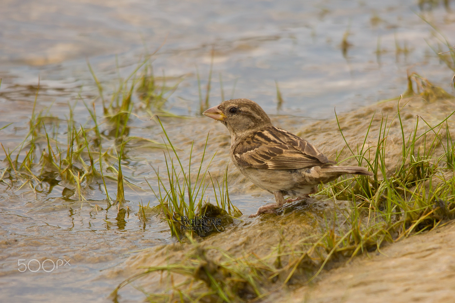 Sigma 150-500mm F5-6.3 DG OS HSM sample photo. By the water photography