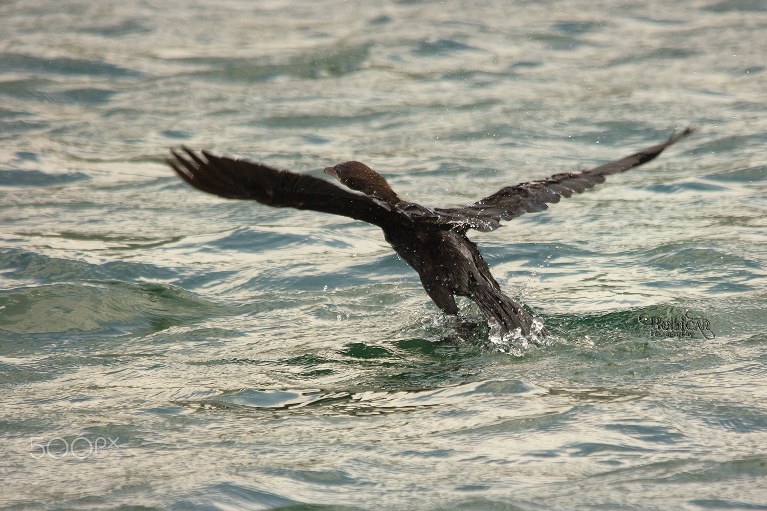 Sigma 150-500mm F5-6.3 DG OS HSM sample photo. Landing photography