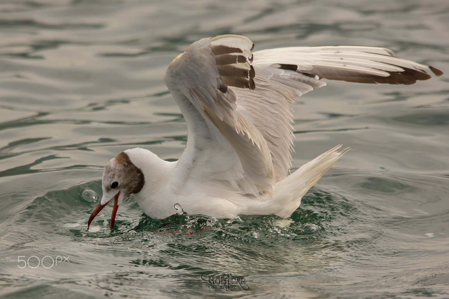Sigma 150-500mm F5-6.3 DG OS HSM sample photo. Hunting photography