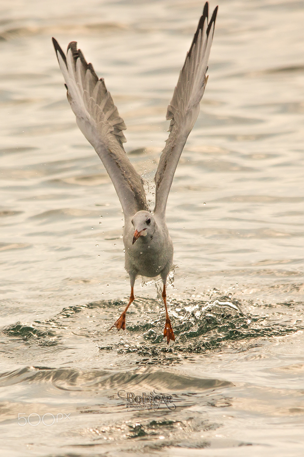 Sigma 150-500mm F5-6.3 DG OS HSM sample photo. The catch photography