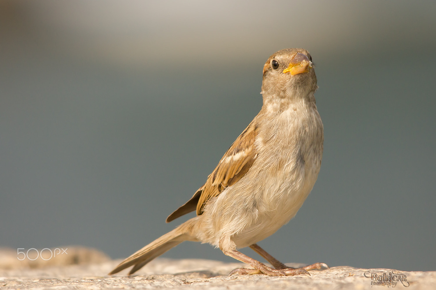 Sigma 150-500mm F5-6.3 DG OS HSM sample photo. Wassup ? photography