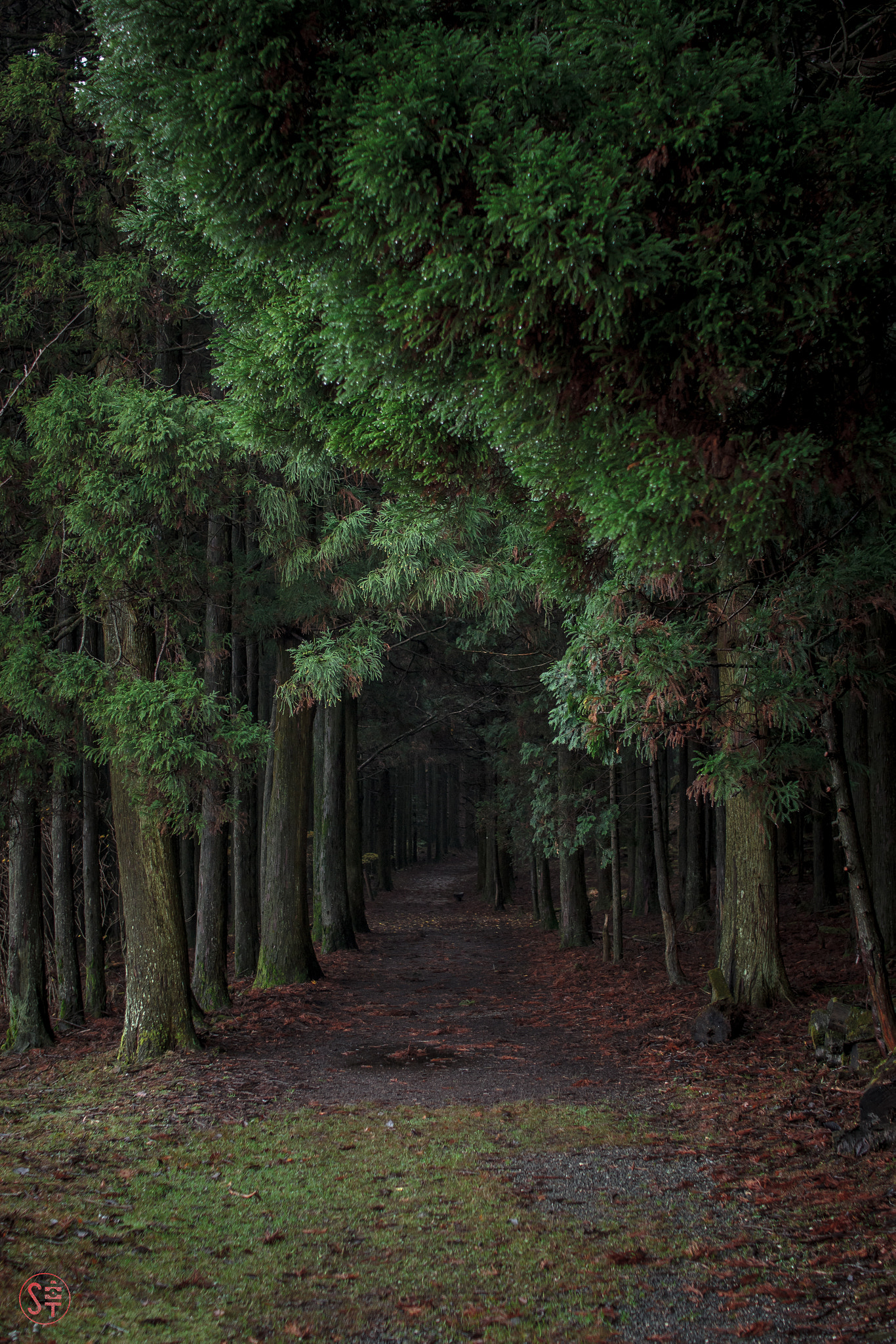 Canon EOS 550D (EOS Rebel T2i / EOS Kiss X4) sample photo. Mt.hiko 雨上がりの登山 photography