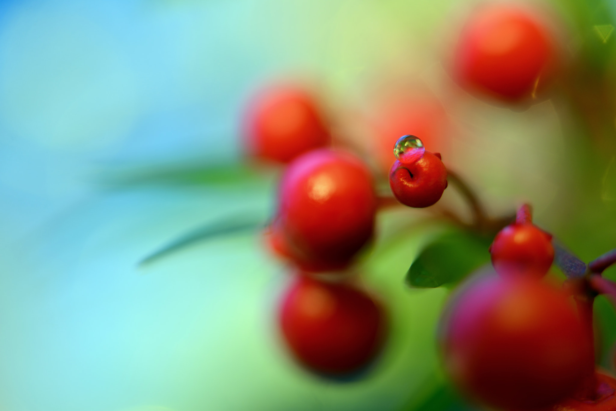 Nikon AF-S Micro-Nikkor 60mm F2.8G ED sample photo. Berries drop photography