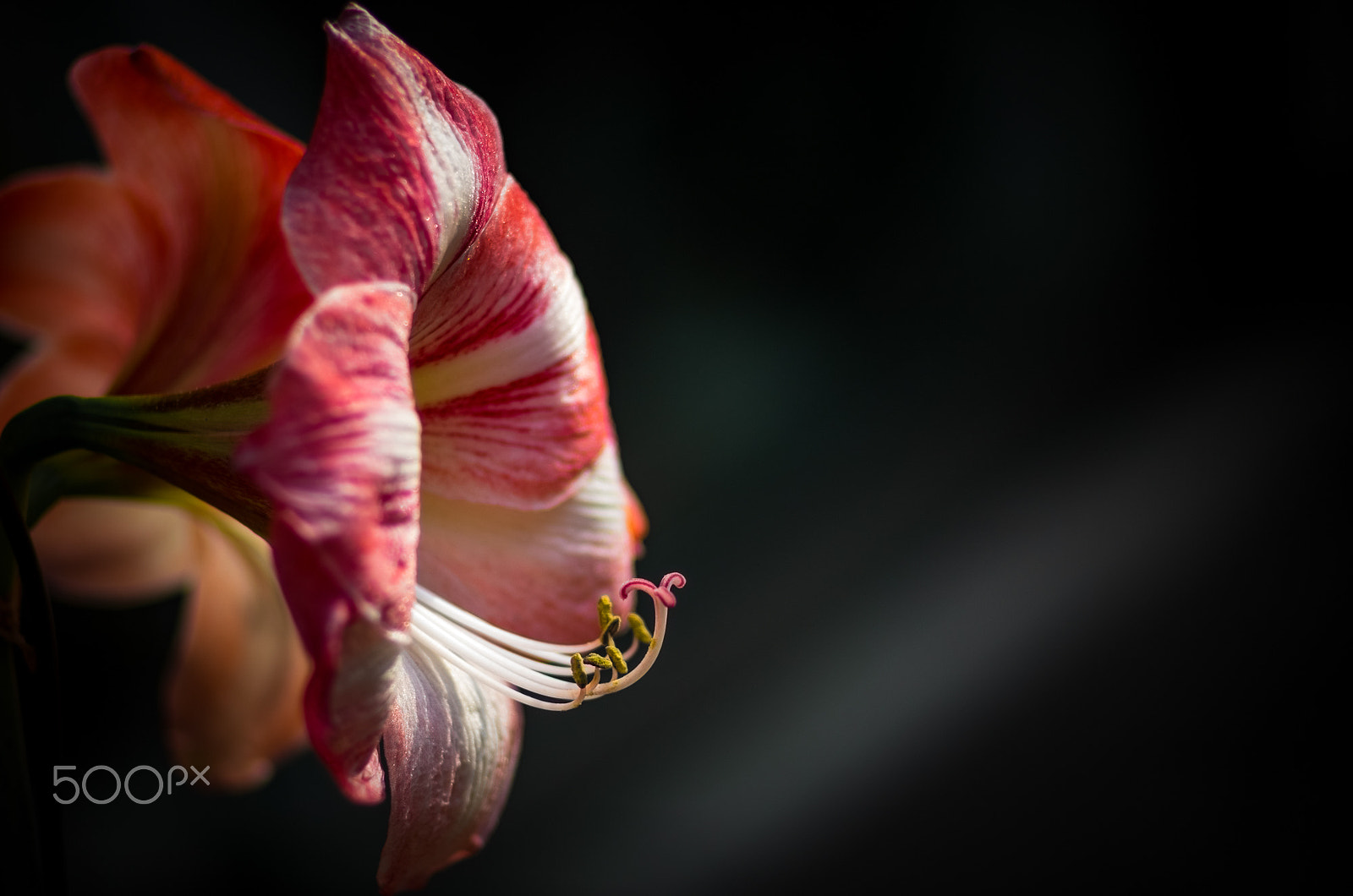 Pentax K-5 sample photo. Lillies in the dark photography