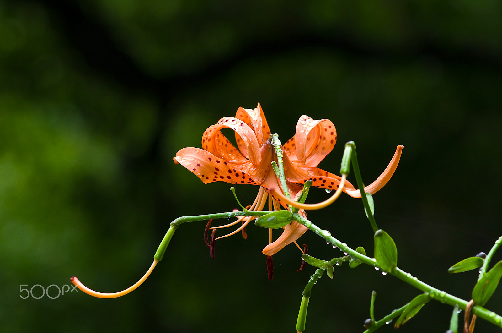 Pentax K-30 + Pentax smc DA* 200mm F2.8 ED (IF) SDM sample photo. Lilly goes wild photography