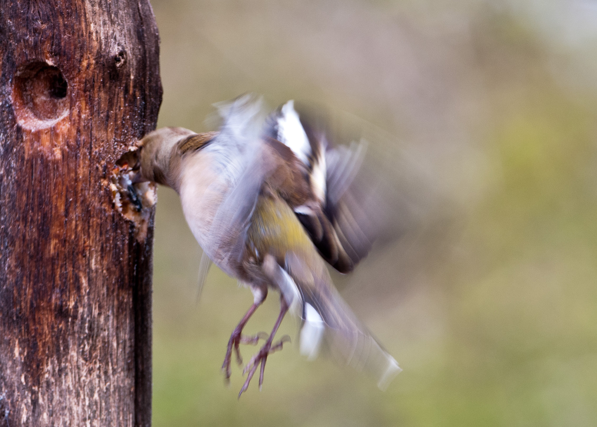 Nikon D300S sample photo. Feeding photography