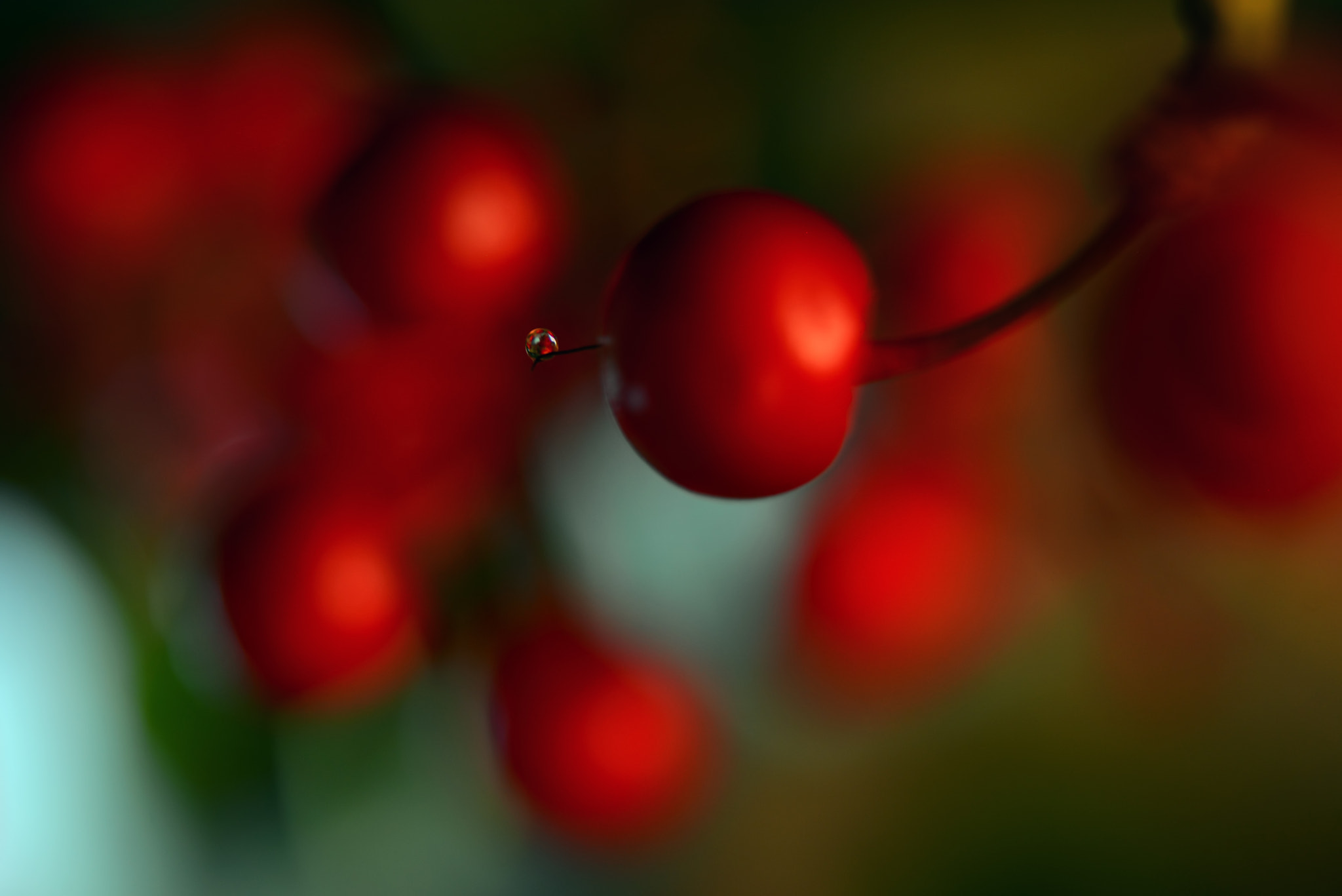 Nikon AF-S Micro-Nikkor 60mm F2.8G ED sample photo. Berries drop ll photography