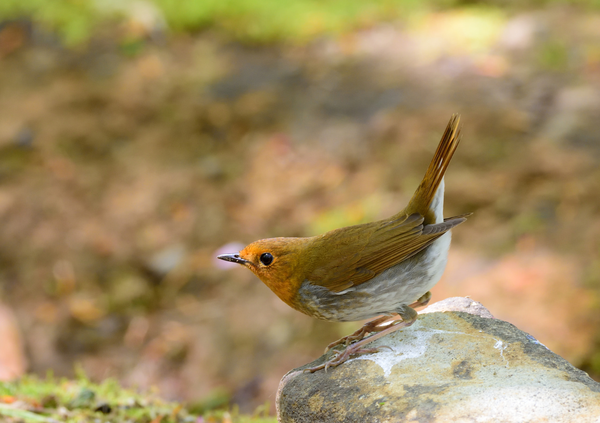 Nikon D7200 + Sigma 500mm F4.5 EX DG HSM sample photo. Japanese robin (female) photography