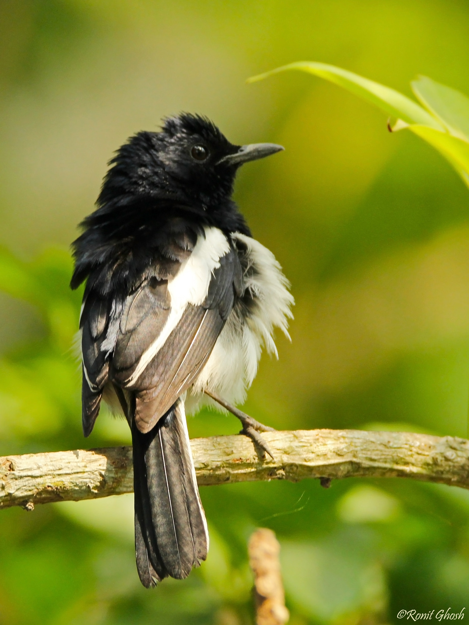 Tamron SP 150-600mm F5-6.3 Di VC USD sample photo. Oriental magpie robin. photography