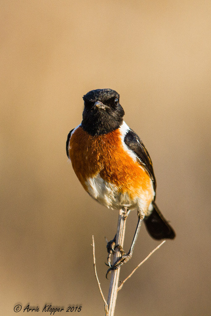 Canon EF 600mm F4L IS II USM sample photo. Angry bird photography