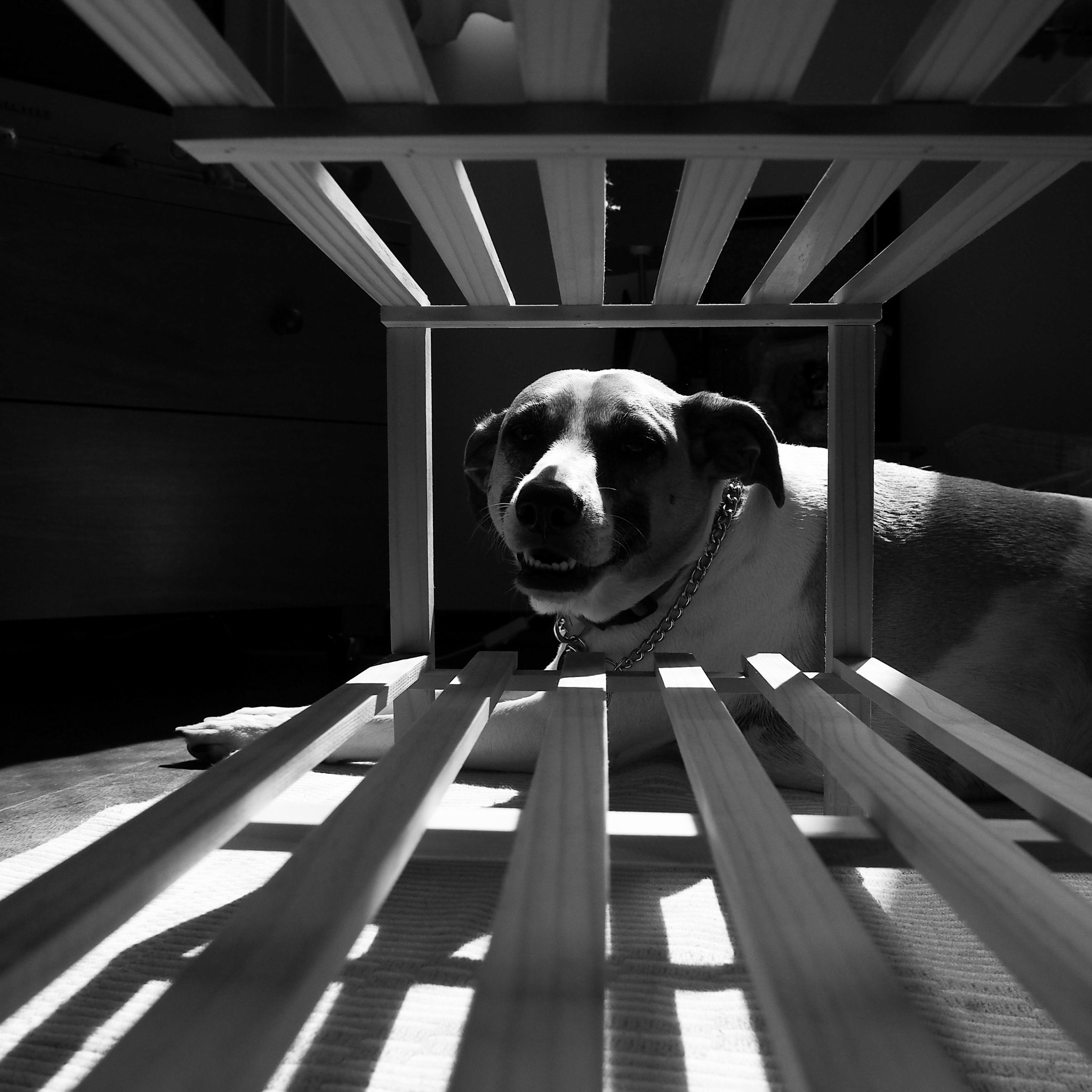 Olympus OM-D E-M5 sample photo. The legend, piaf. photography