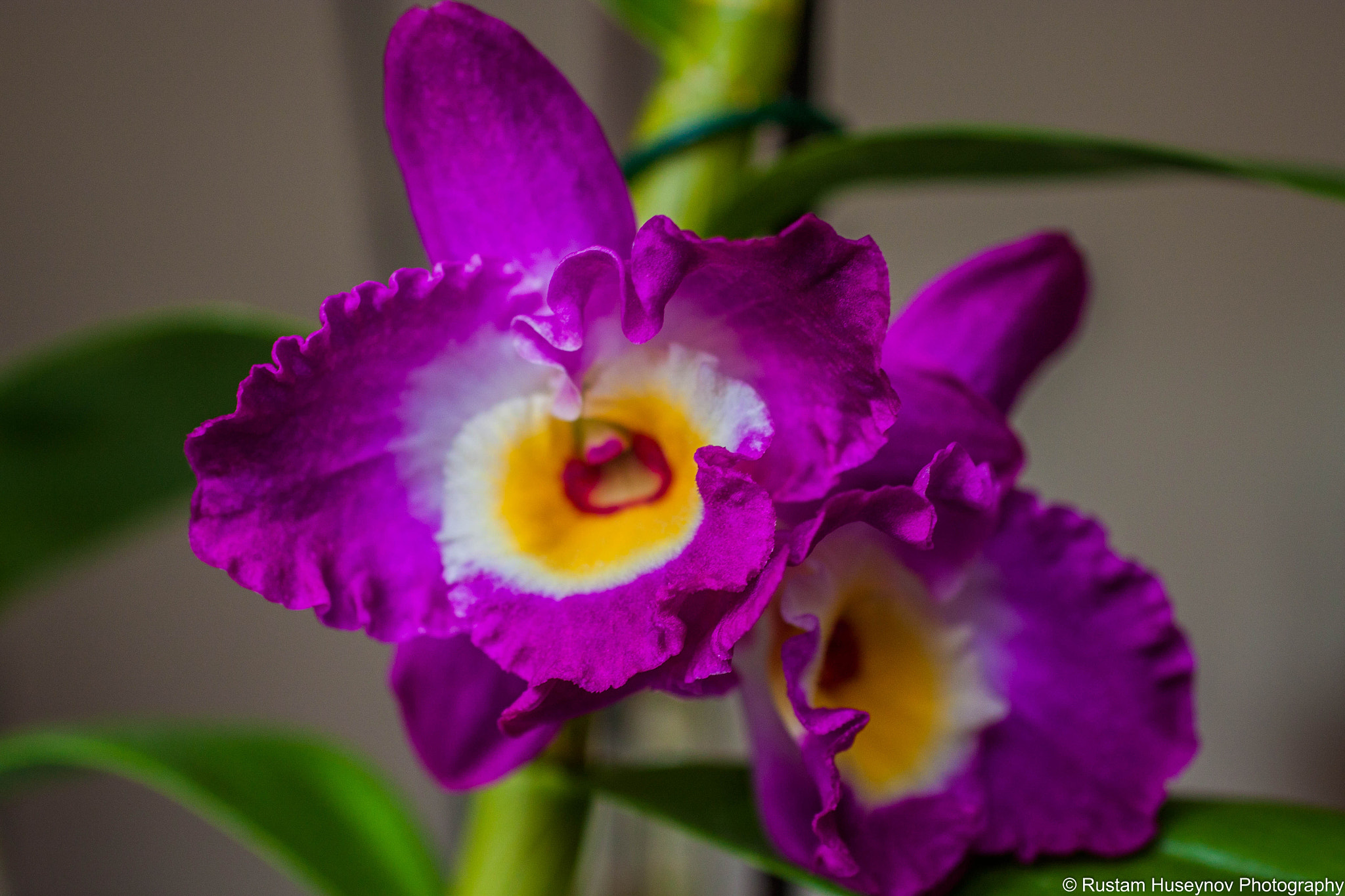 Sigma 50mm F1.4 EX DG HSM sample photo. Purple orchid photography