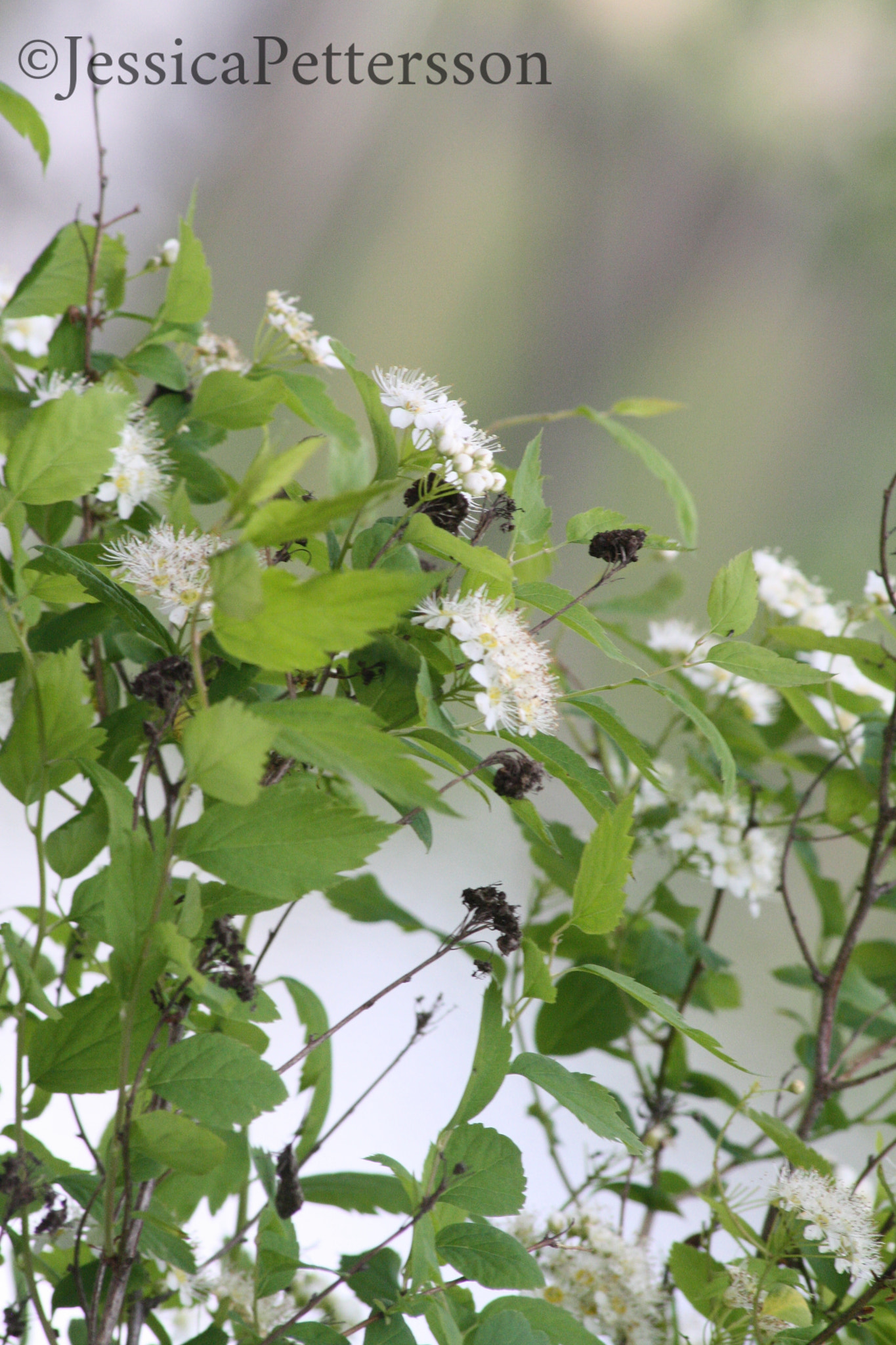 Sigma 70-300mm F4-5.6 APO DG Macro sample photo. Green summer photography