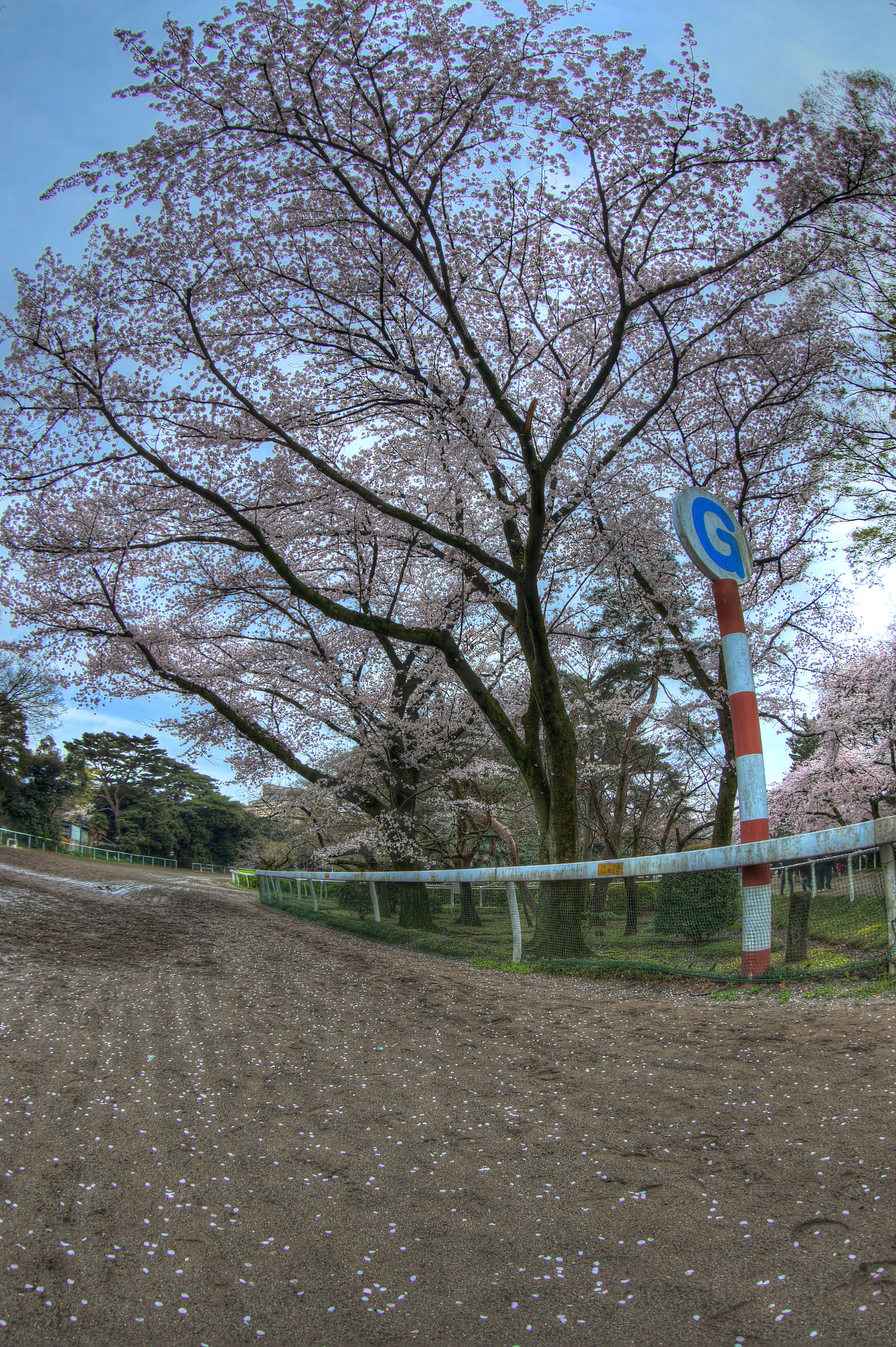 Canon EF 8-15mm F4L Fisheye USM sample photo. Sakura and dirt photography
