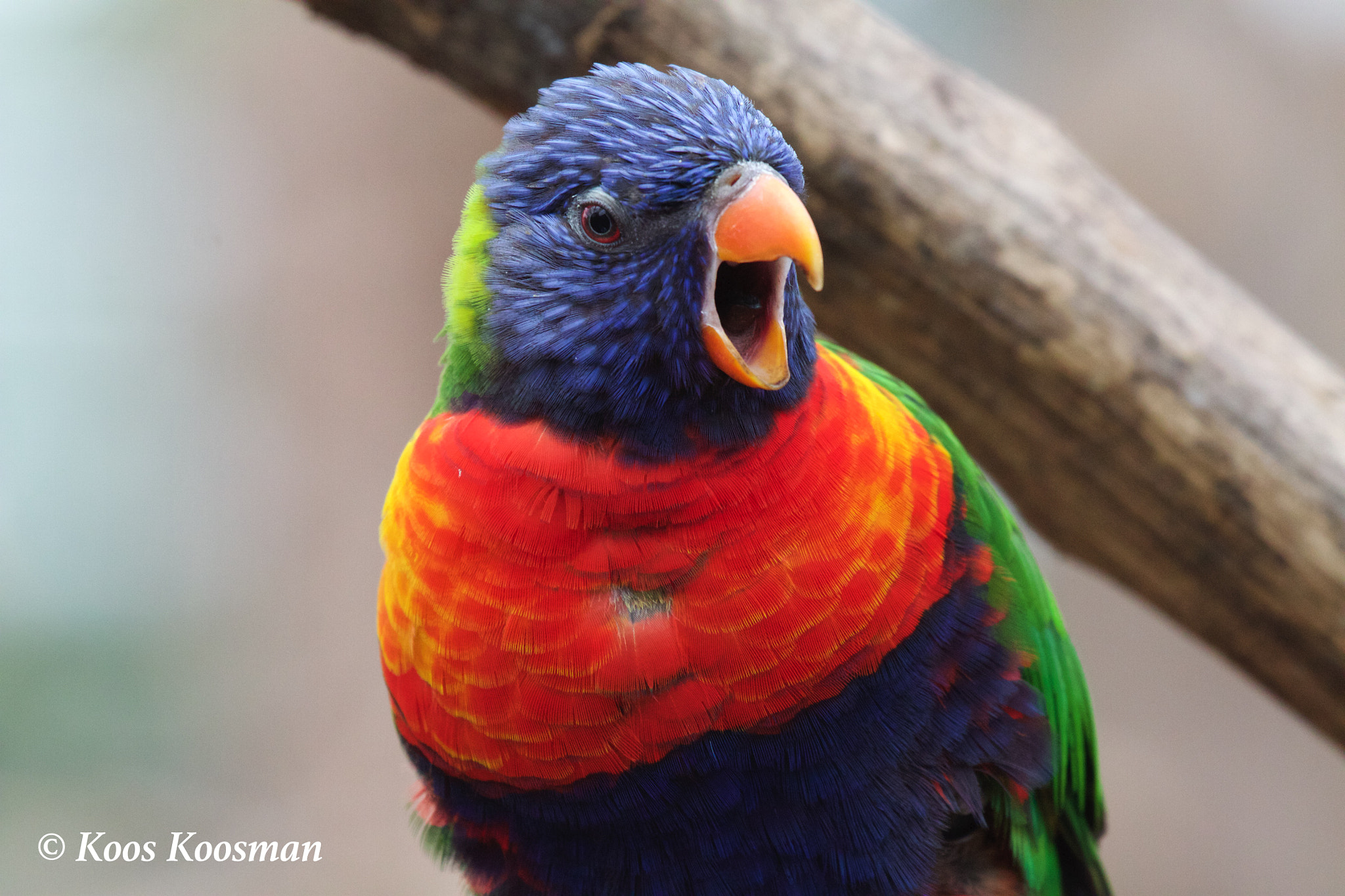 Canon EF 100-400mm F4.5-5.6L IS USM sample photo. Loriini photography