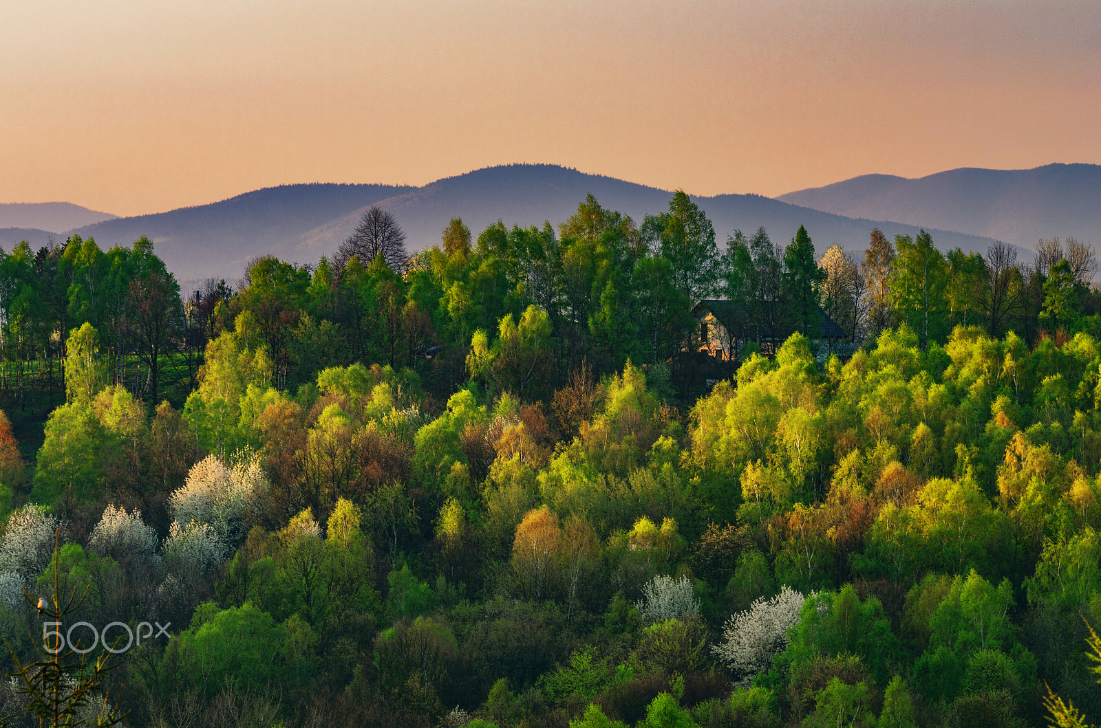 Pentax K-5 sample photo. Sunset light through forest photography