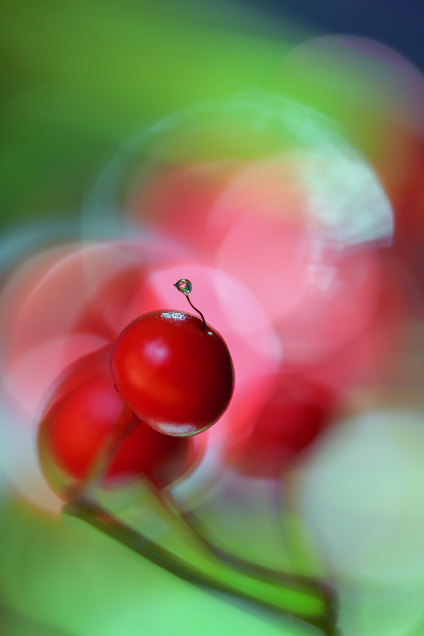 Nikon AF-S Micro-Nikkor 60mm F2.8G ED sample photo. Berries drop lll photography