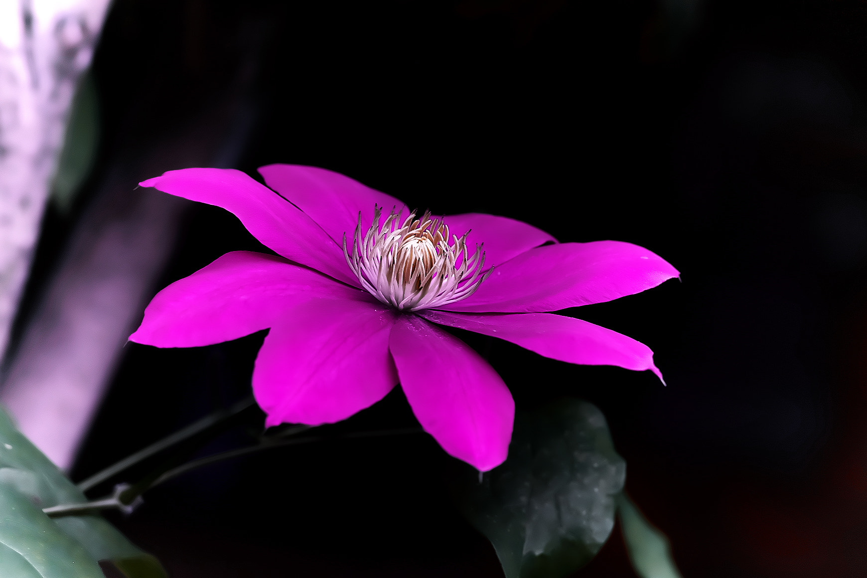 135mm F2.8[T4.5] STF sample photo. Clematis photography