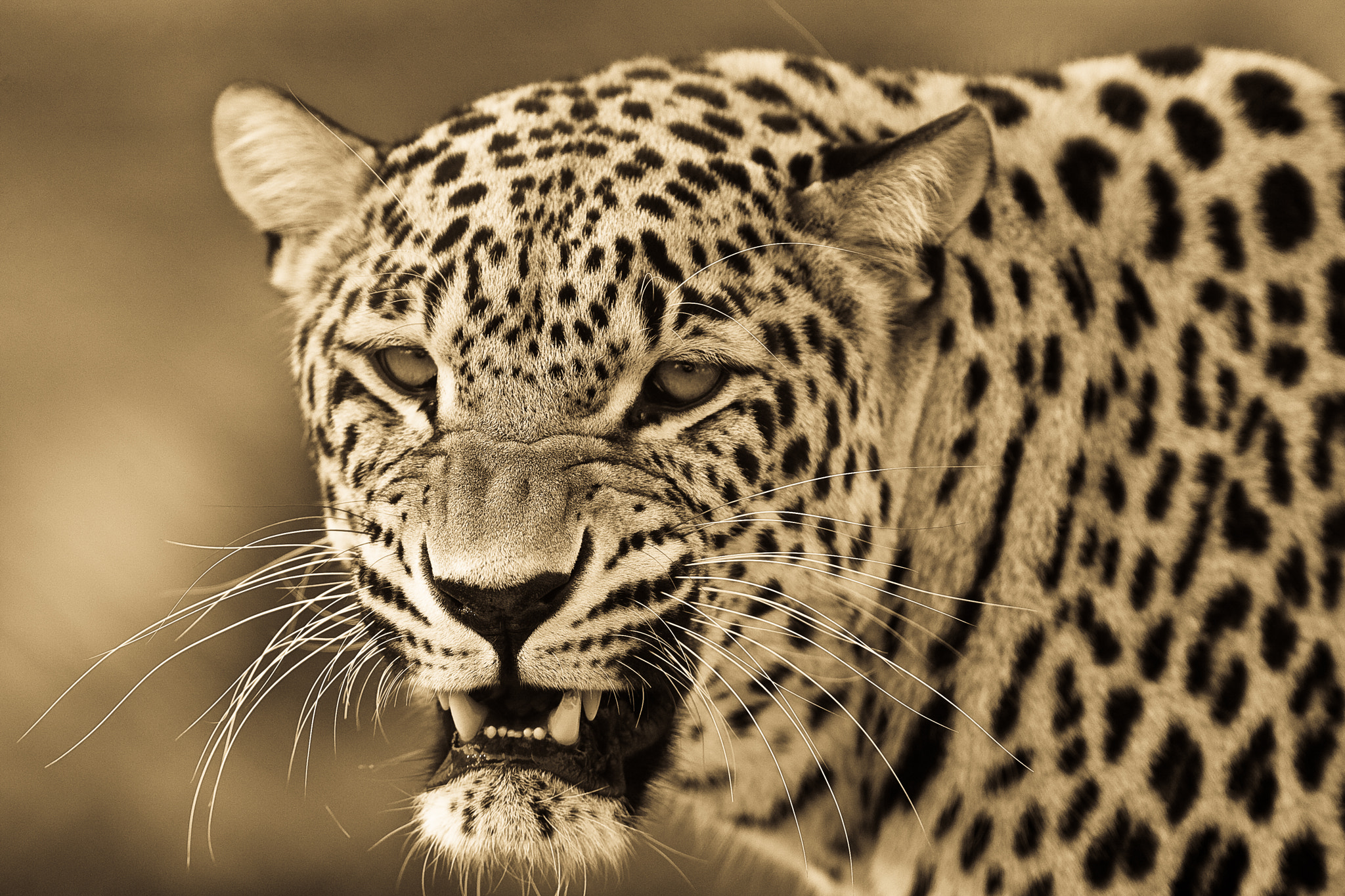 Canon EF 300mm F2.8L IS USM sample photo. Leopard photography