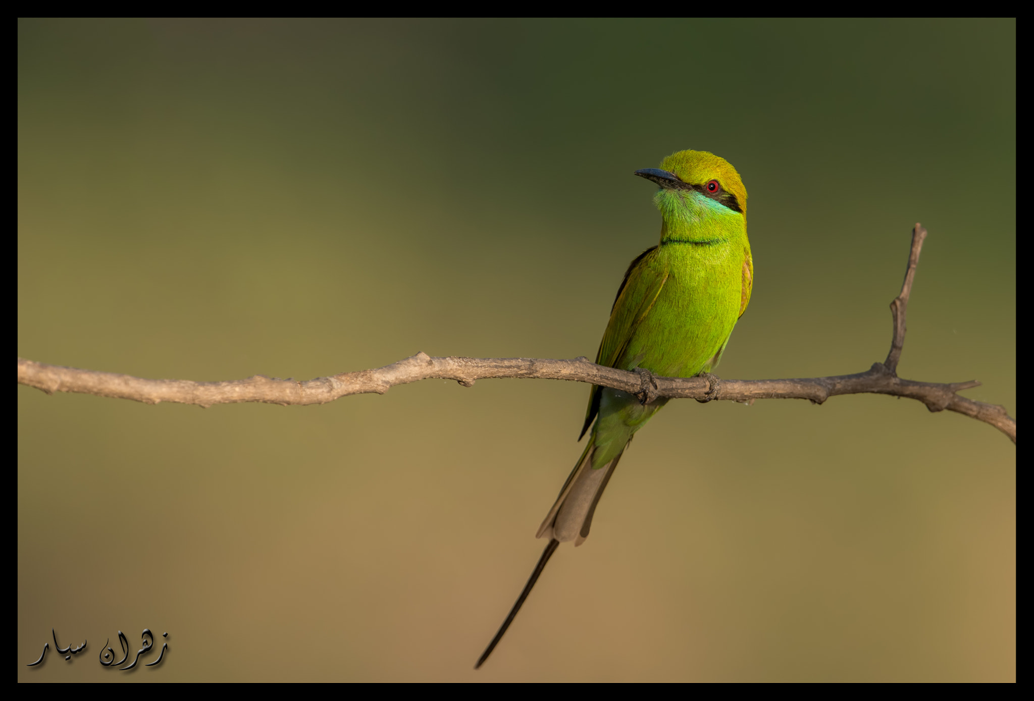 Nikon D5500 + Nikon AF-S Nikkor 600mm F4G ED VR sample photo. Last hour before sunset !! photography