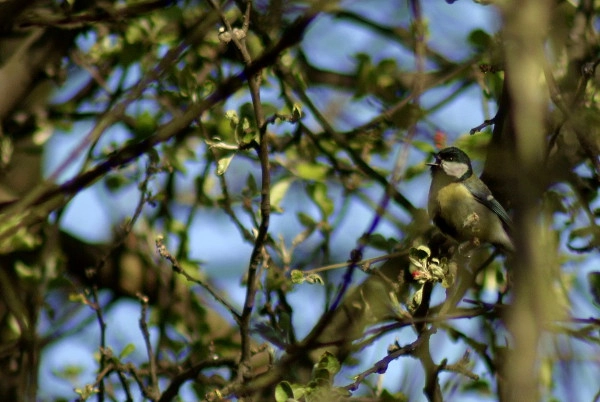 Sony Alpha DSLR-A200 + Minolta AF 100-300mm F4.5-5.6 sample photo. Bogatka  (parus major) photography