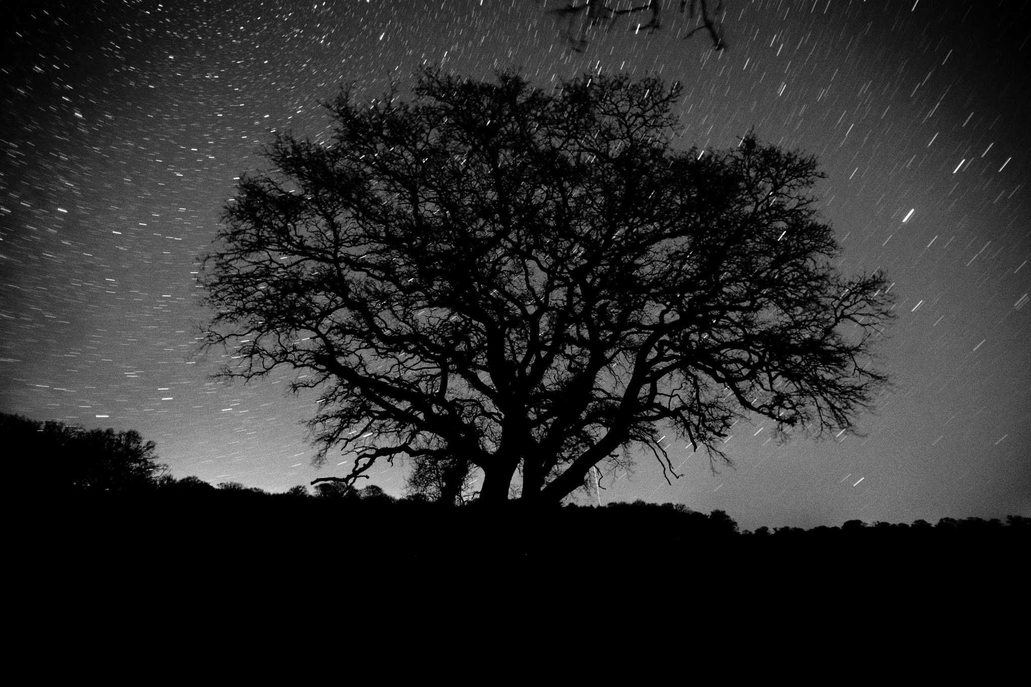 Sigma 17-35mm F2.8-4 EX Aspherical sample photo. Tree photography