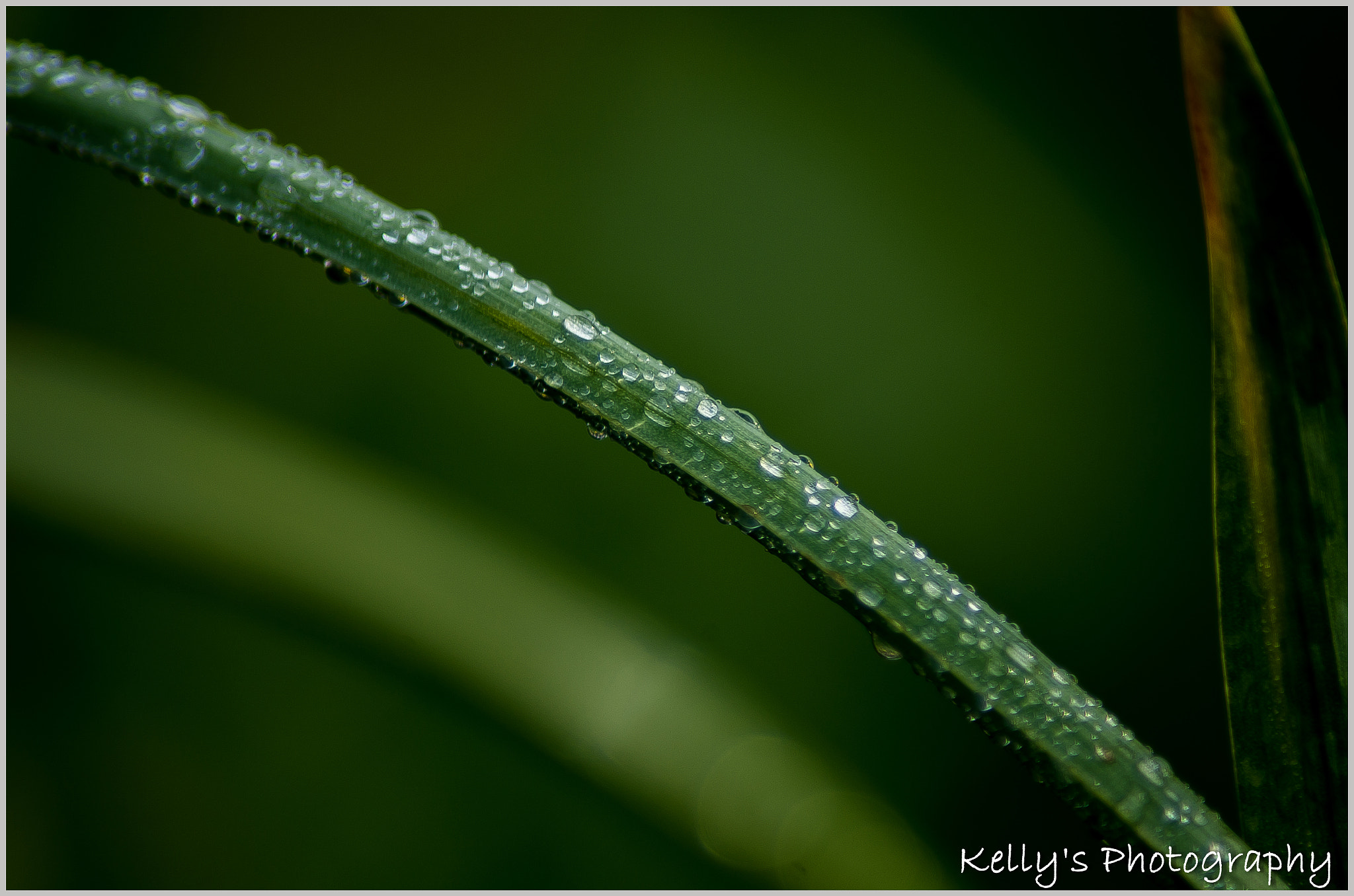 Tamron AF 70-300mm F4-5.6 Di LD Macro sample photo. Plant stem  photography