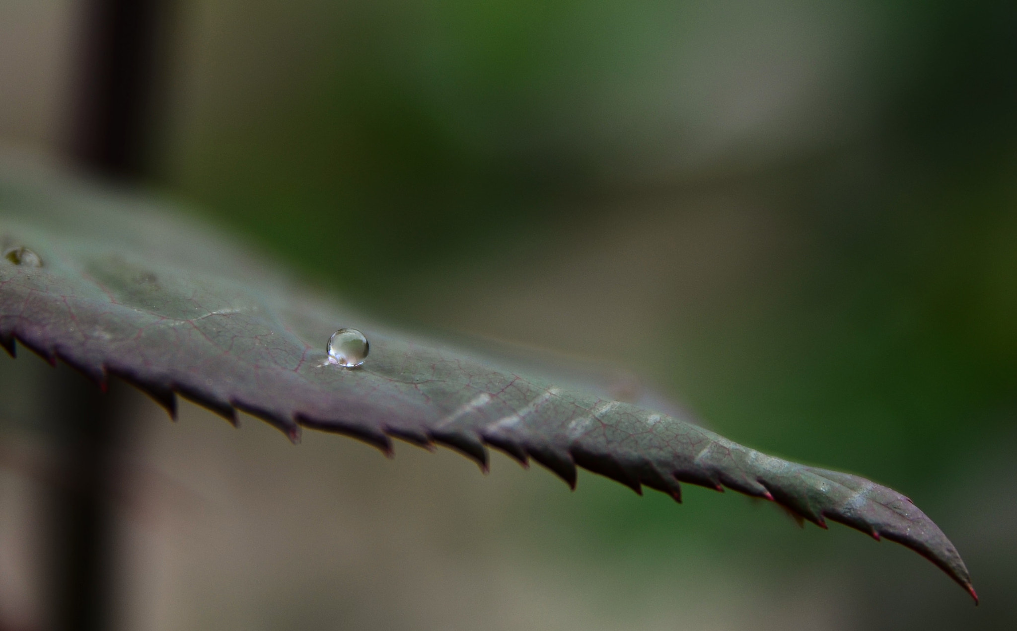 Nikon D5100 + Sigma 17-70mm F2.8-4 DC Macro OS HSM | C sample photo. Rolling down the hill photography