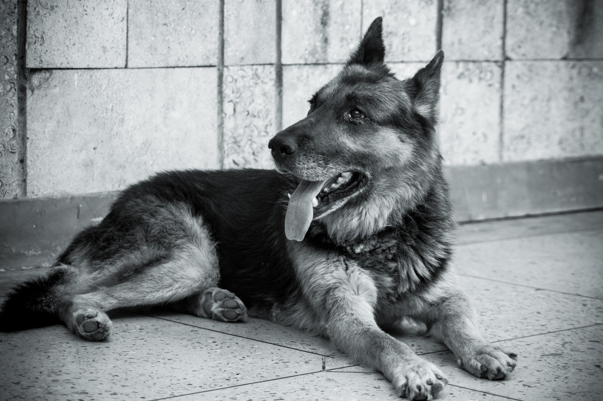 Sony SLT-A57 + Minolta AF 70-210mm F4 Macro sample photo. Old dog photography