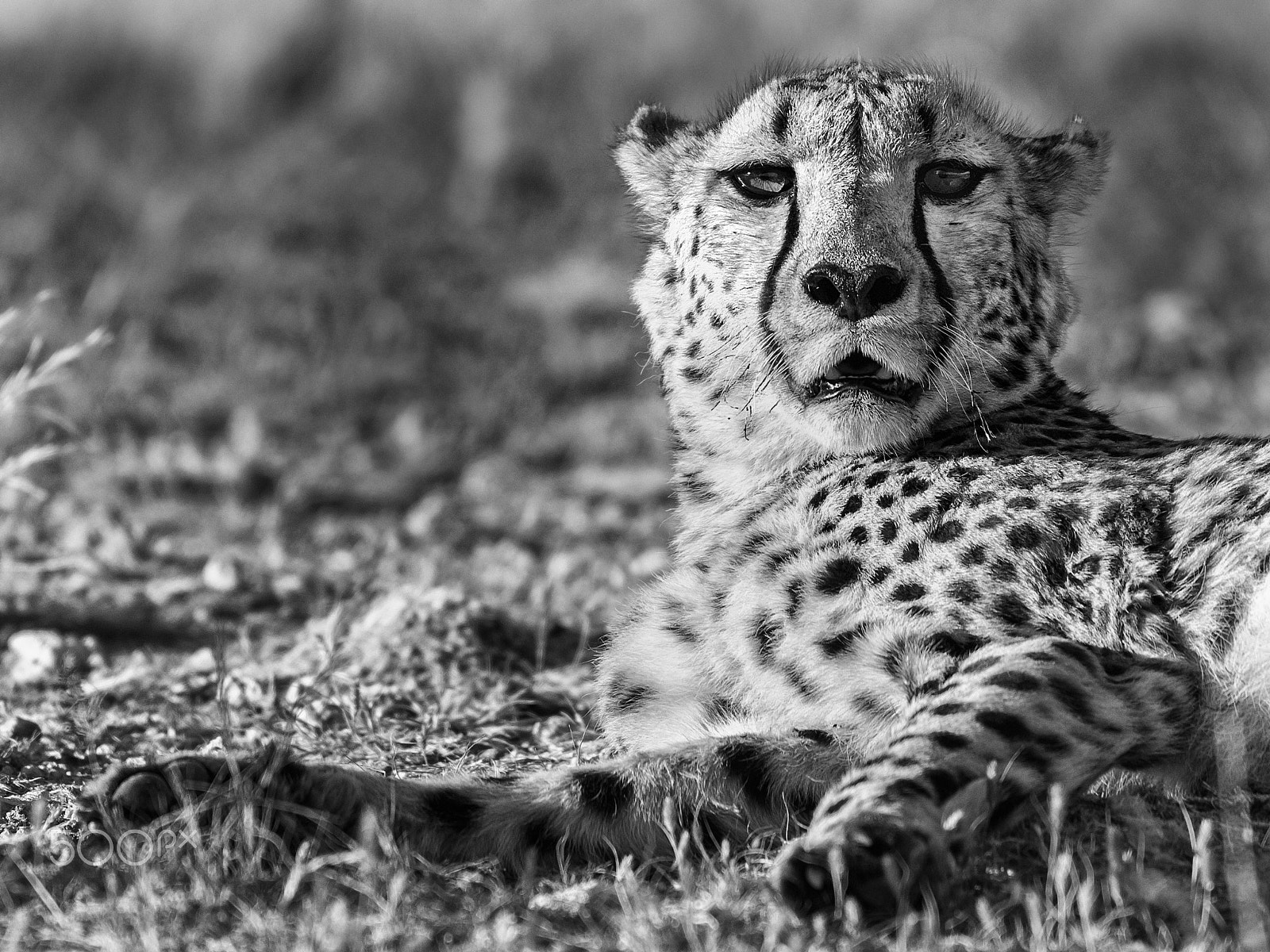 Nikon AF-S Nikkor 70-200mm F4G ED VR sample photo. The cheetah photography