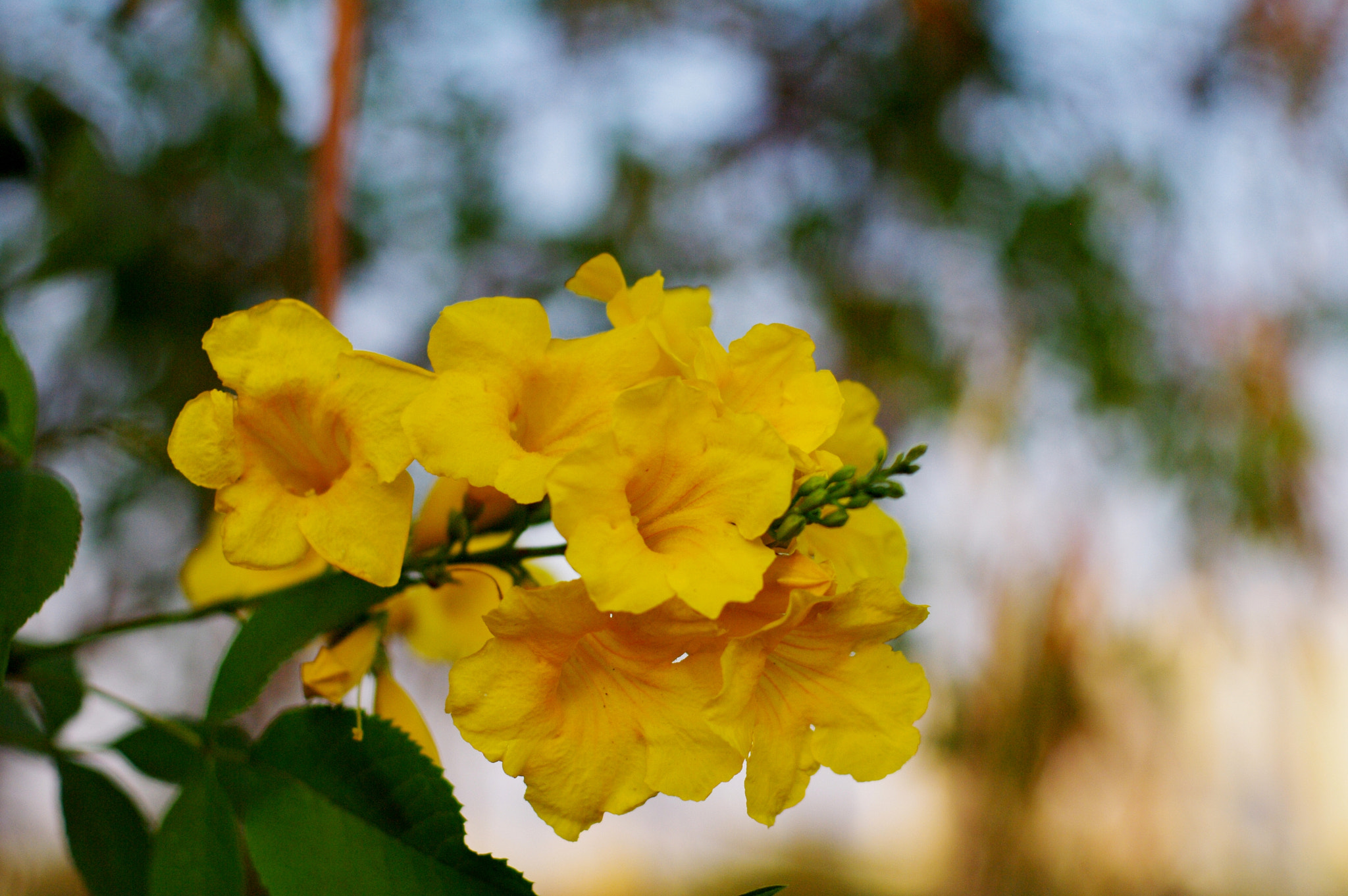 Pentax smc FA 43mm F1.9 Limited sample photo. Soothing yellow... photography