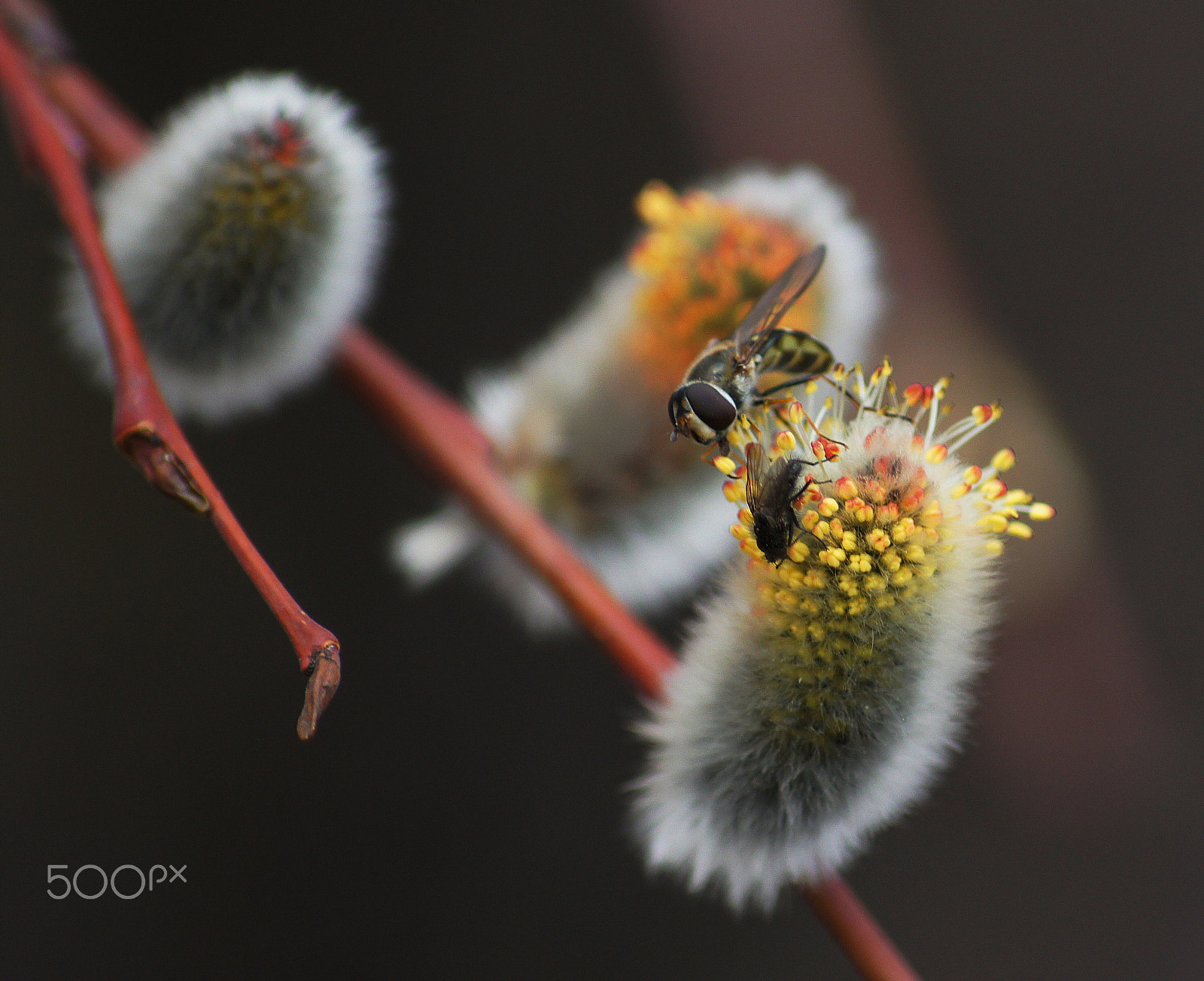 Sony DT 55-200mm F4-5.6 SAM sample photo. Весна! photography