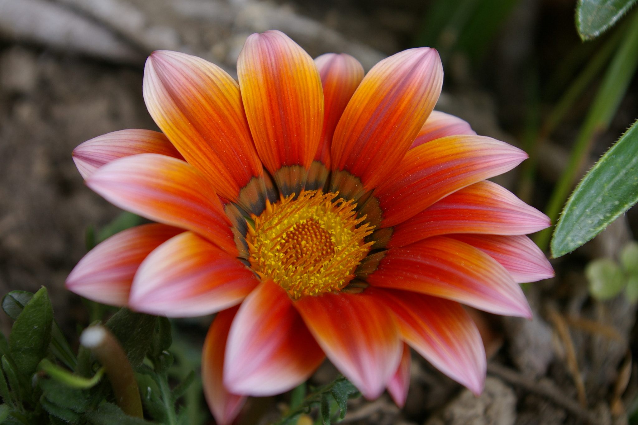 Pentax K110D + Pentax smc DA 18-55mm F3.5-5.6 AL sample photo. Orange flower photography