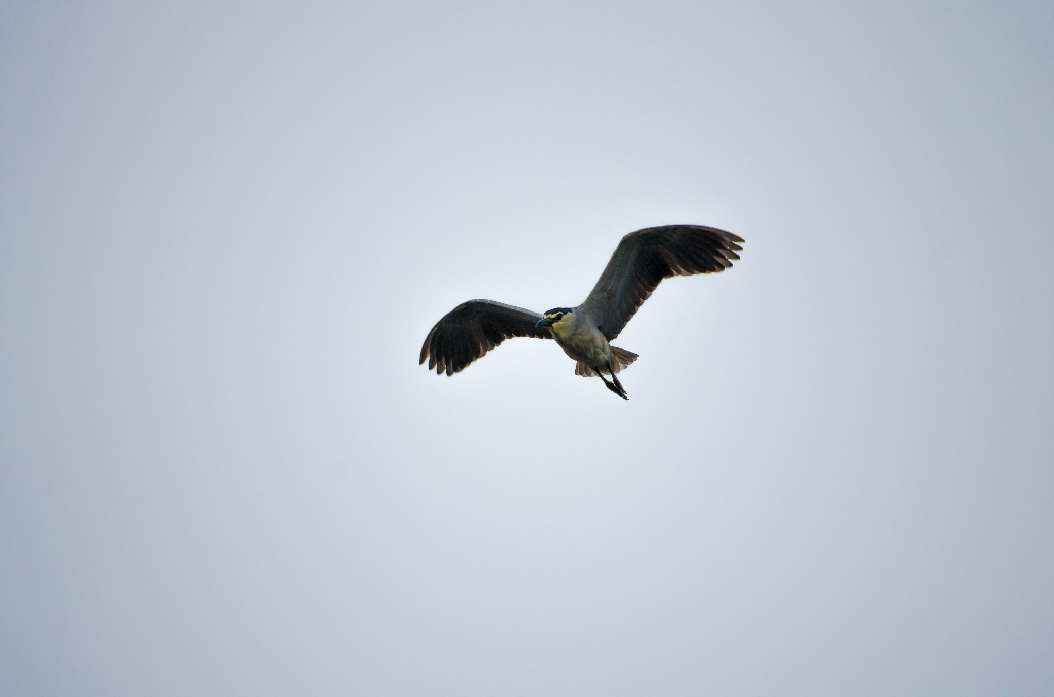 smc PENTAX-DA L 55-300mm F4-5.8 ED sample photo. Predator photography