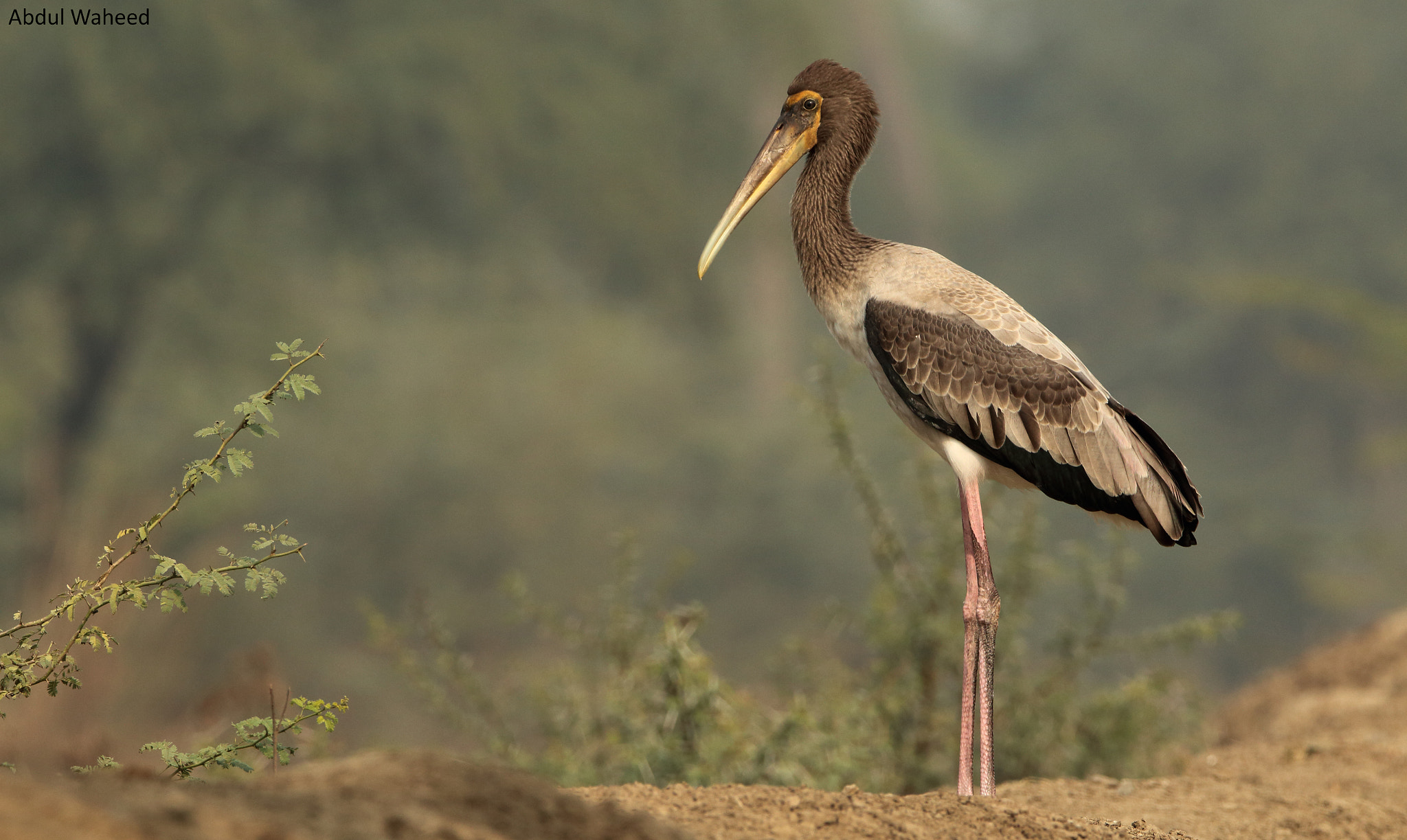 Tamron SP 150-600mm F5-6.3 Di VC USD sample photo. Juvenile painted stork photography