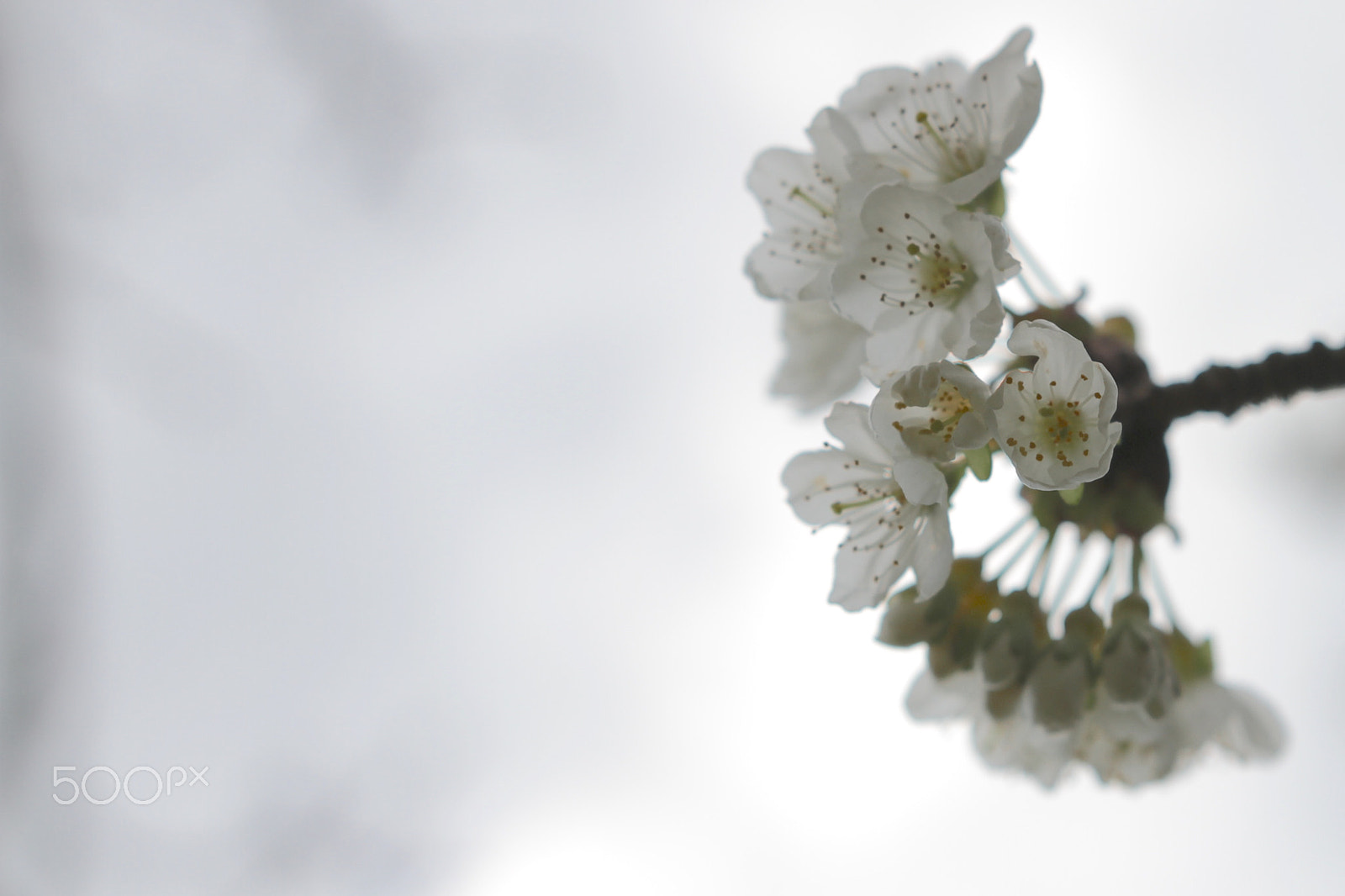Canon 18-35mm sample photo. Cherry blossoms photography