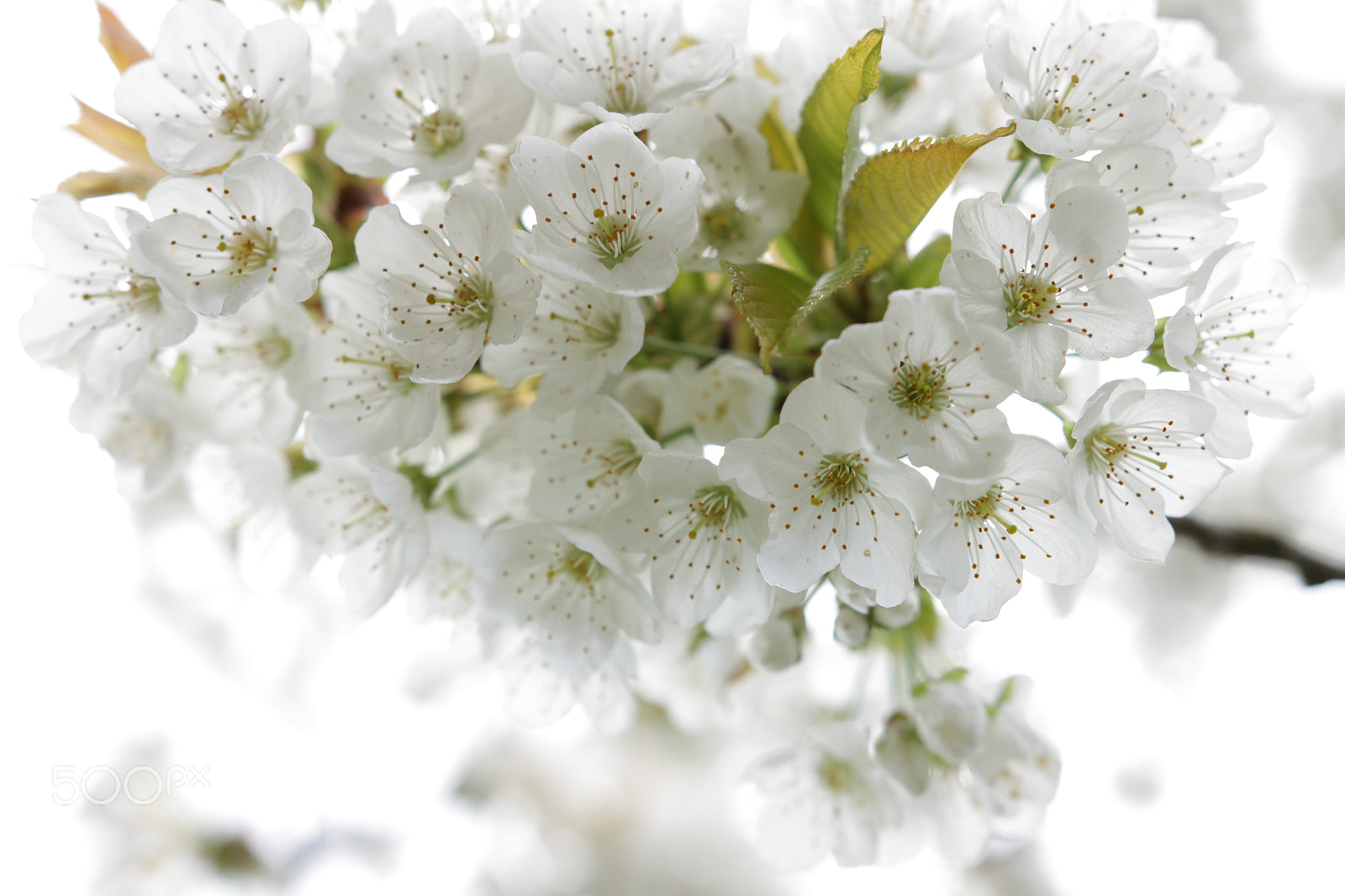 Canon 18-35mm sample photo. Cherry blossoms photography