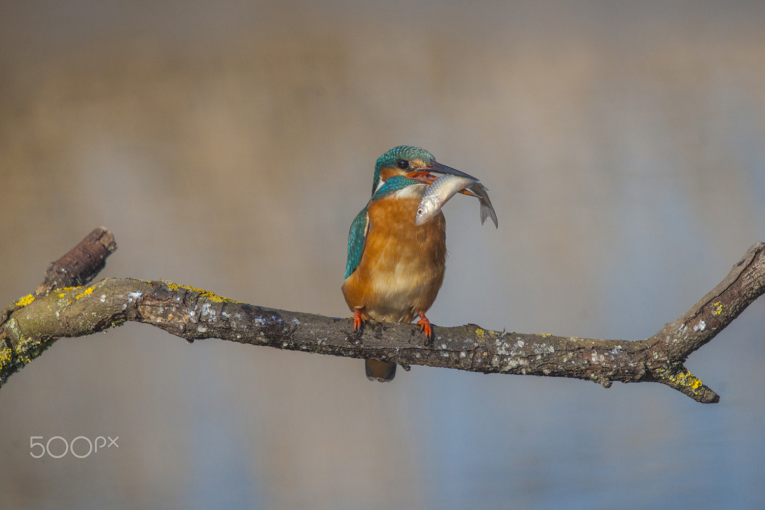 Sony 75-300mm F4.5-5.6 sample photo. Tasty morsel photography