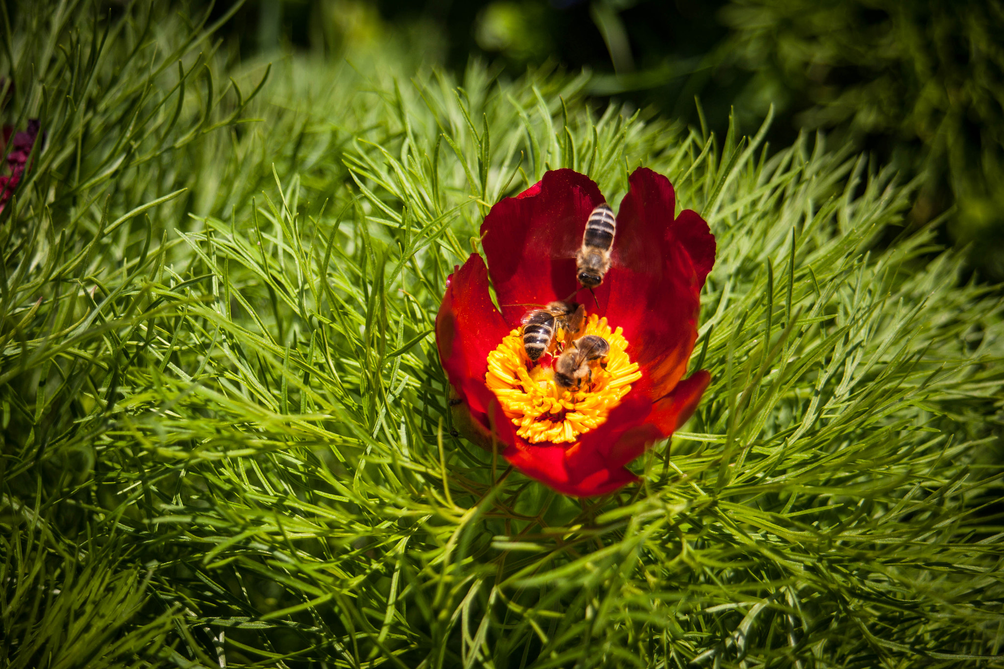 Canon EF 28-80mm f/3.5-5.6 USM sample photo. Competition photography
