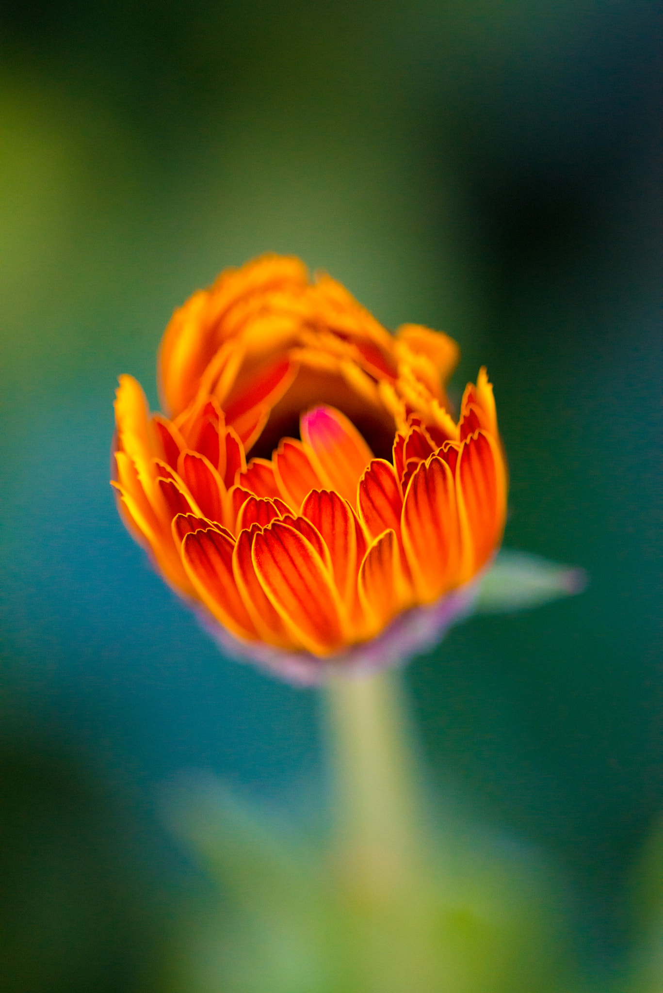 Nikon D800 + Nikon AF Micro-Nikkor 200mm F4D ED-IF sample photo. Crimson flower photography