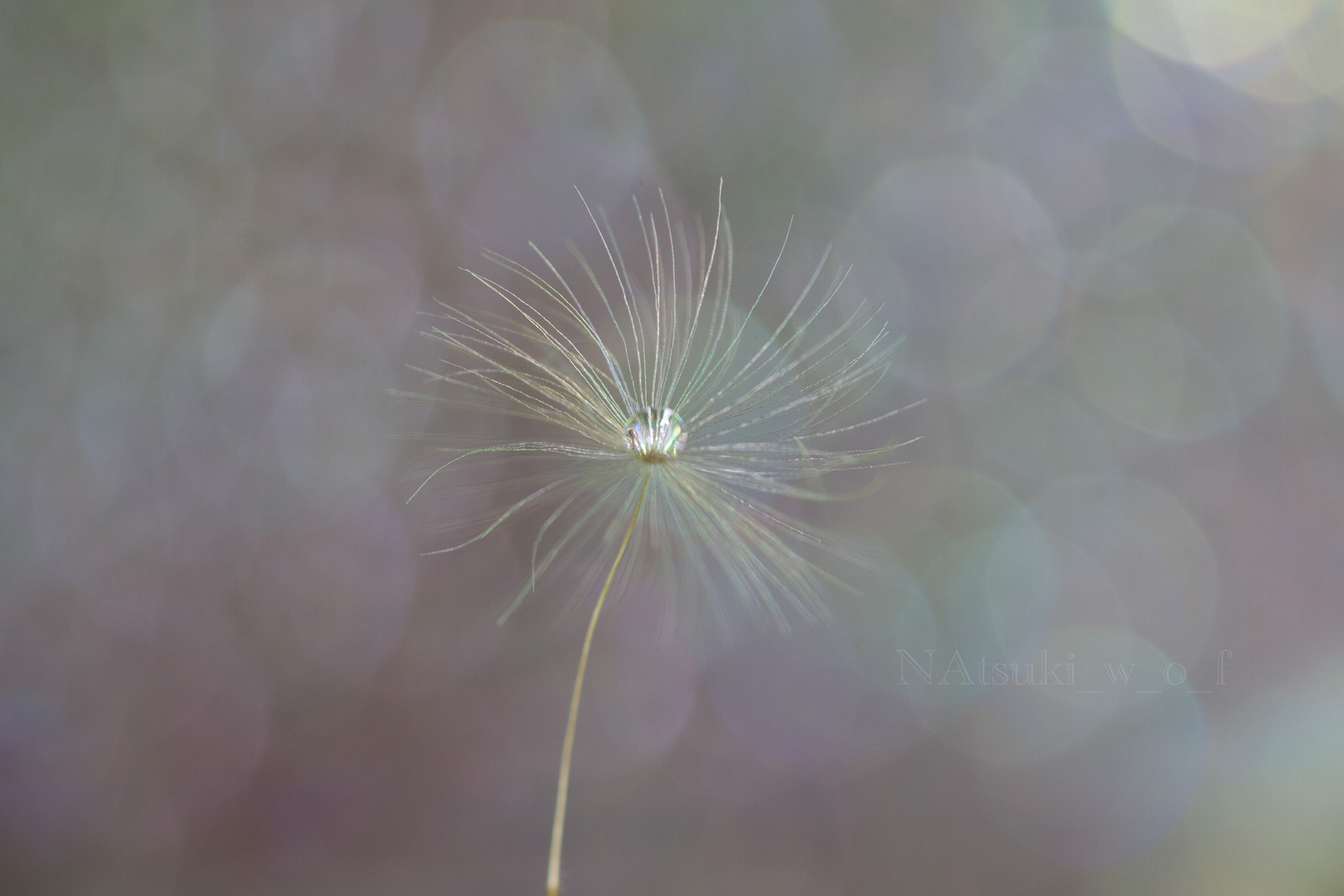 Tamron SP AF 180mm F3.5 Di LD (IF) Macro sample photo. Fantasy world photography
