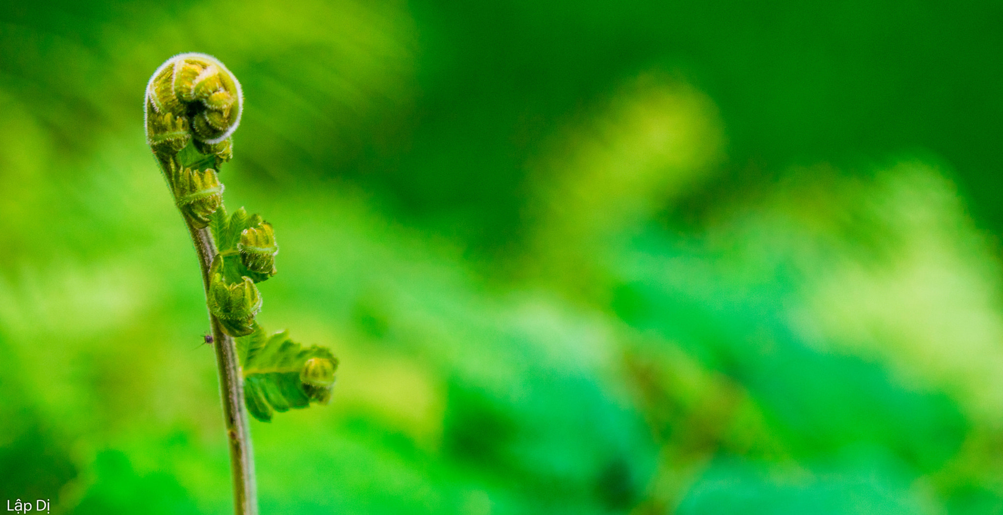 AF Zoom-Nikkor 35-135mm f/3.5-4.5 N sample photo. Fern photography