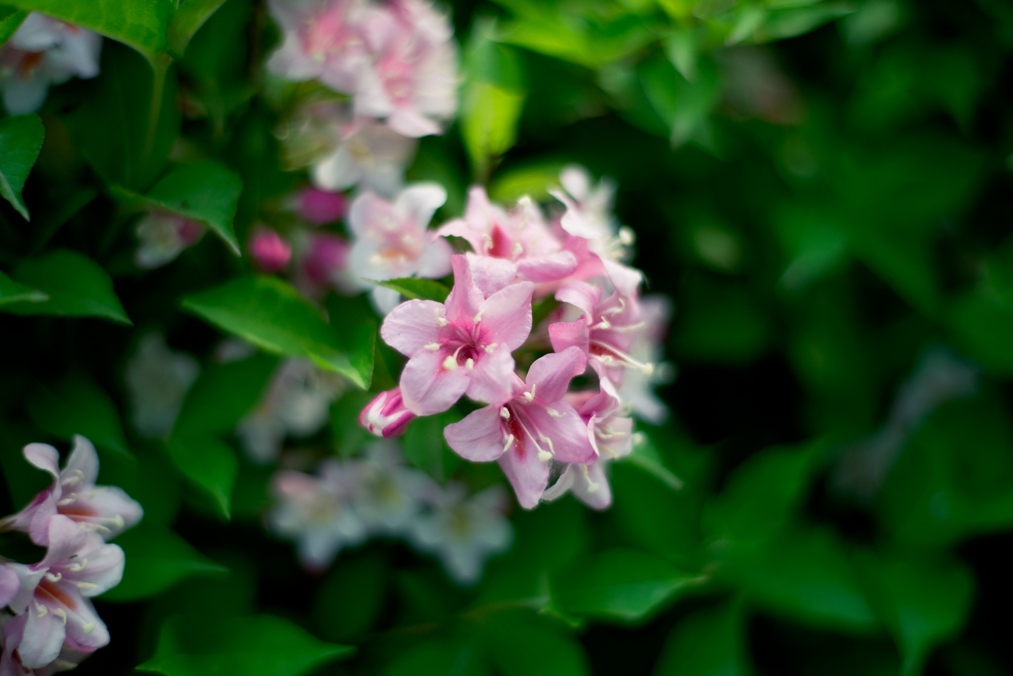 ZEISS Planar T* 50mm F1.4 sample photo. Flowers at cufe photography