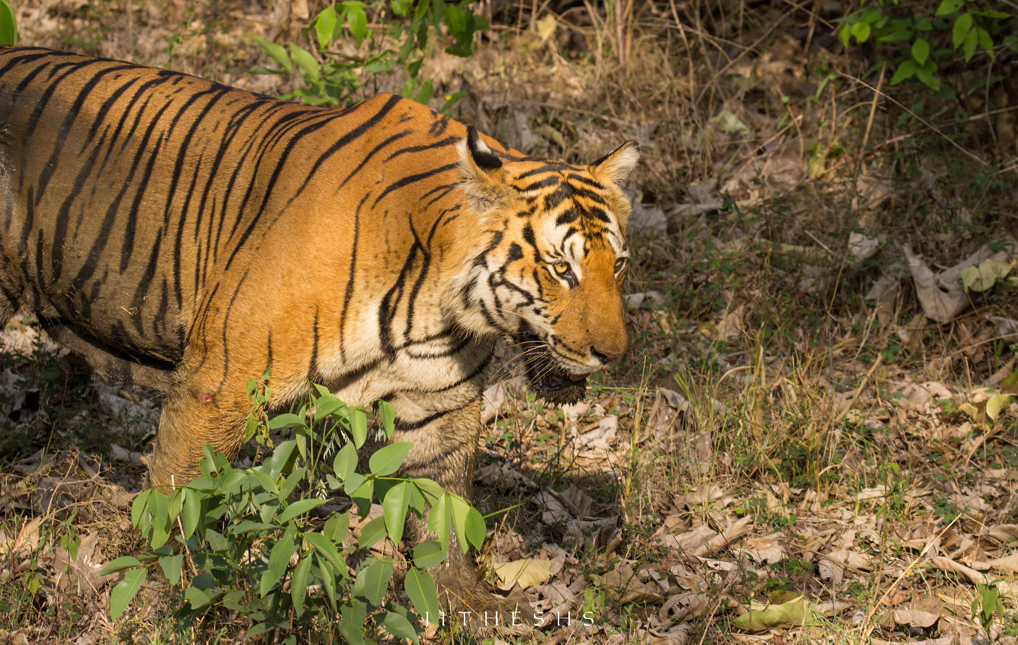 Canon EF 100-400mm F4.5-5.6L IS II USM sample photo. Tiger  photography