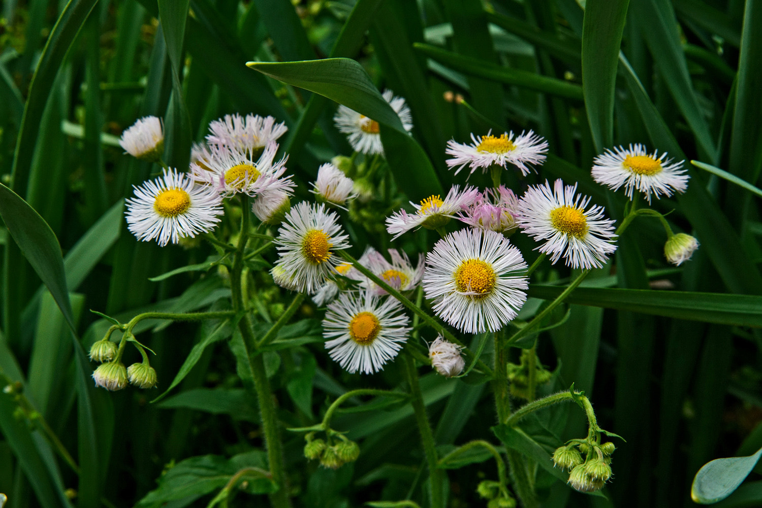 Sony a7R II + 24-105mm F4 G SSM OSS sample photo. Garden bouquet photography