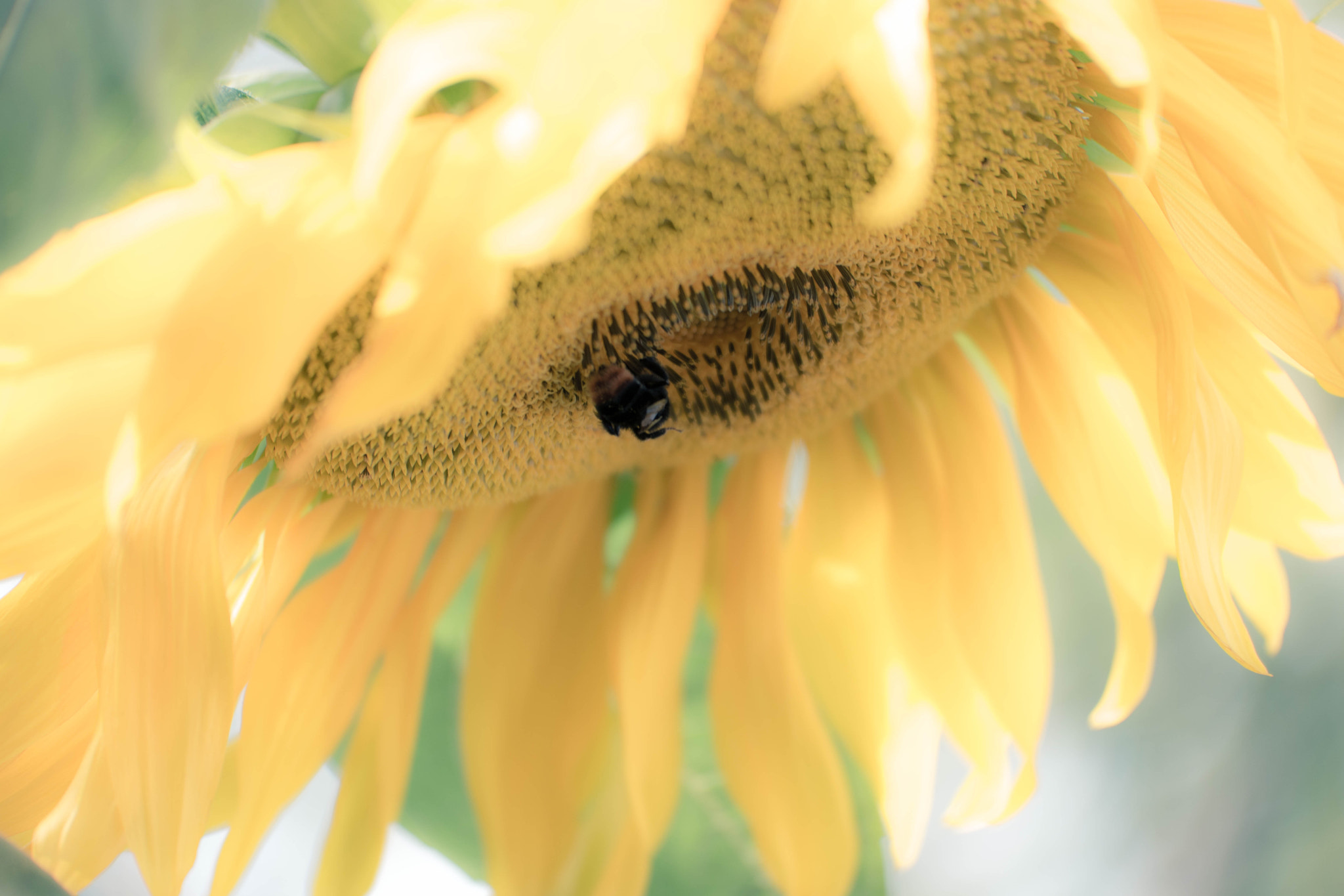 Samsung NX1 + NX 50-150mm F2.8 S sample photo. Sun flower photography