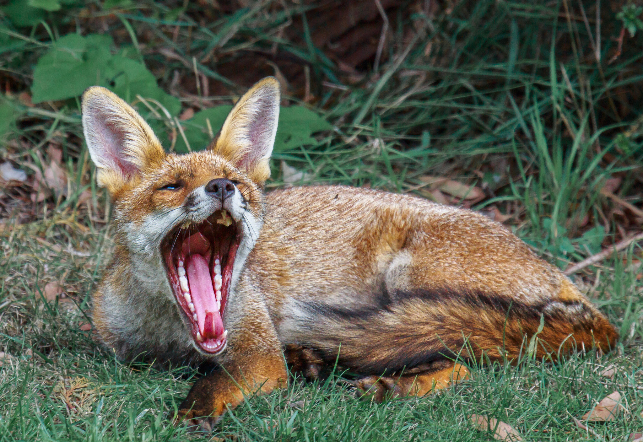 Canon EF 100-400mm F4.5-5.6L IS USM sample photo. Yawning fox photography