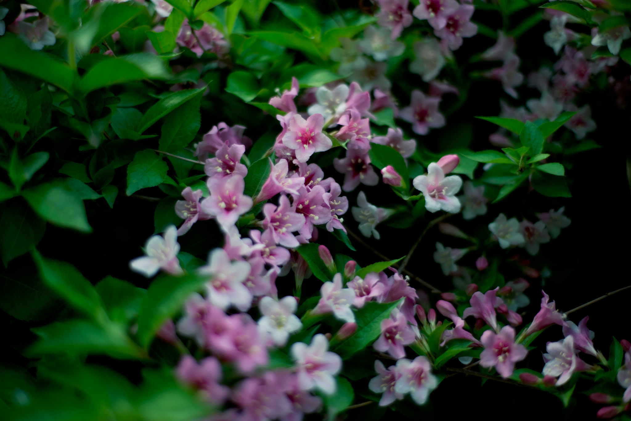 ZEISS Planar T* 50mm F1.4 sample photo. Dsc_1873.jpg photography