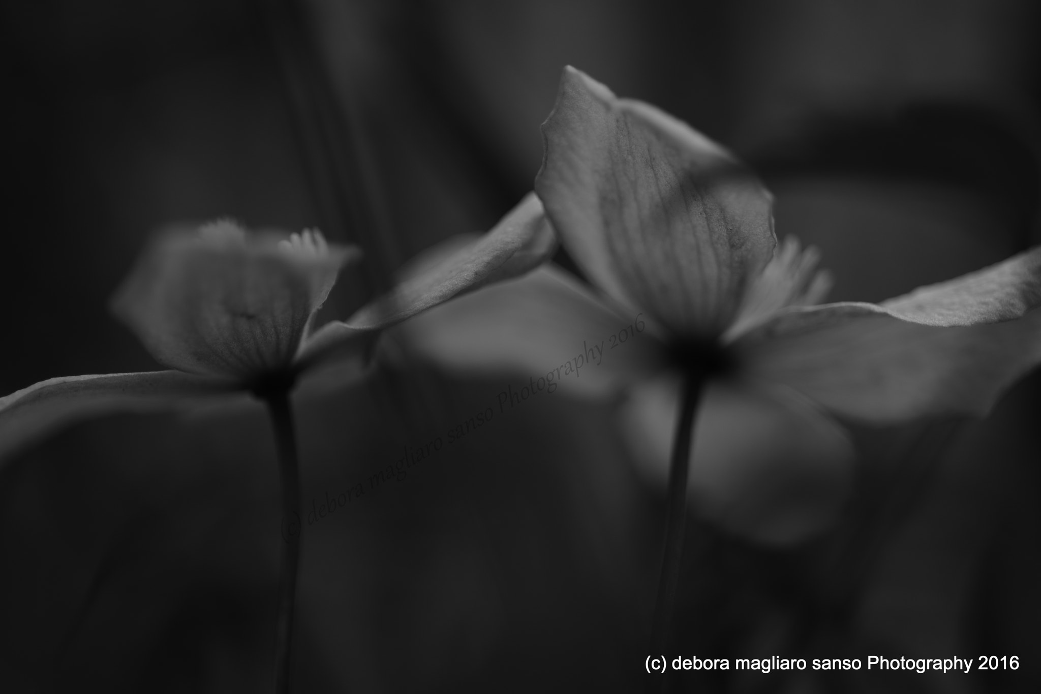 Nikon D610 + Nikon AF Micro-Nikkor 60mm F2.8D sample photo. The dance photography